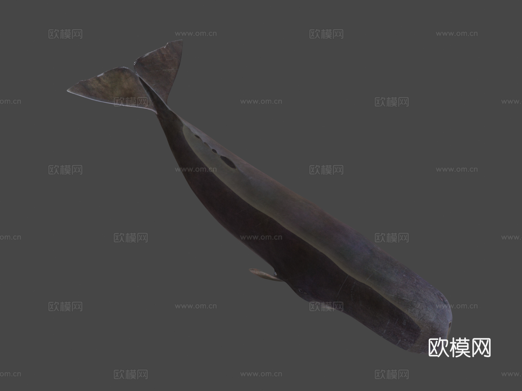 抹香鲸(Physeter Macrocephalous)-精3d模型