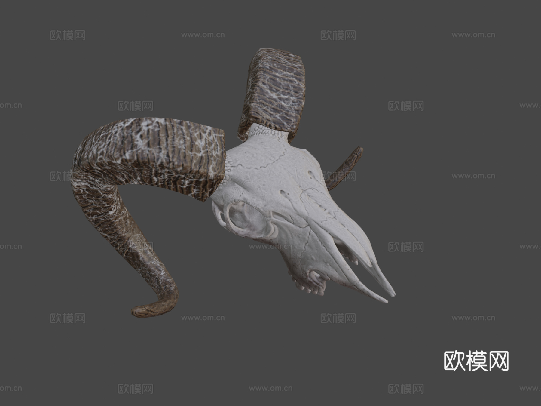 山羊头骨3d模型