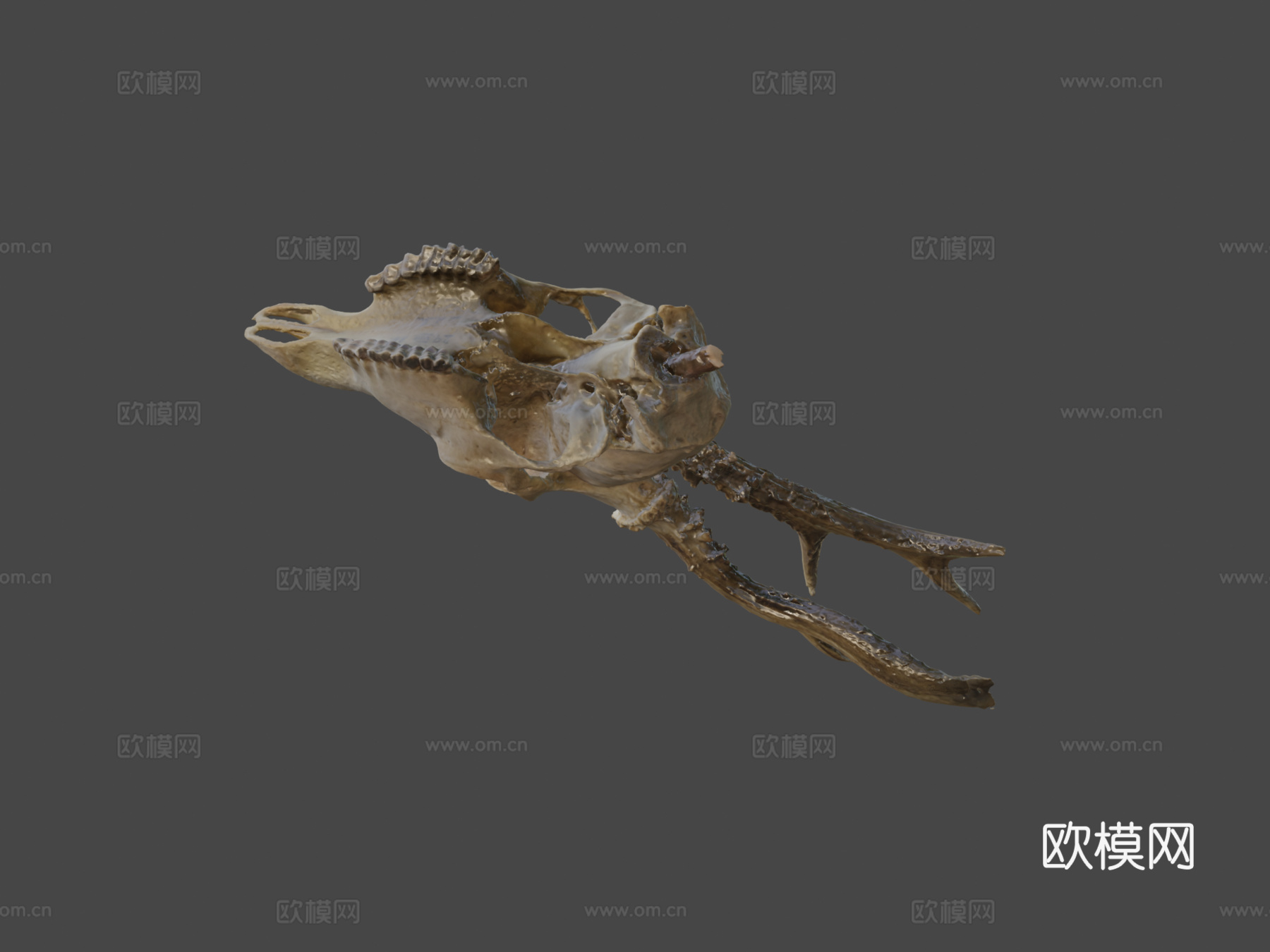 欣快鹿头骨3d模型