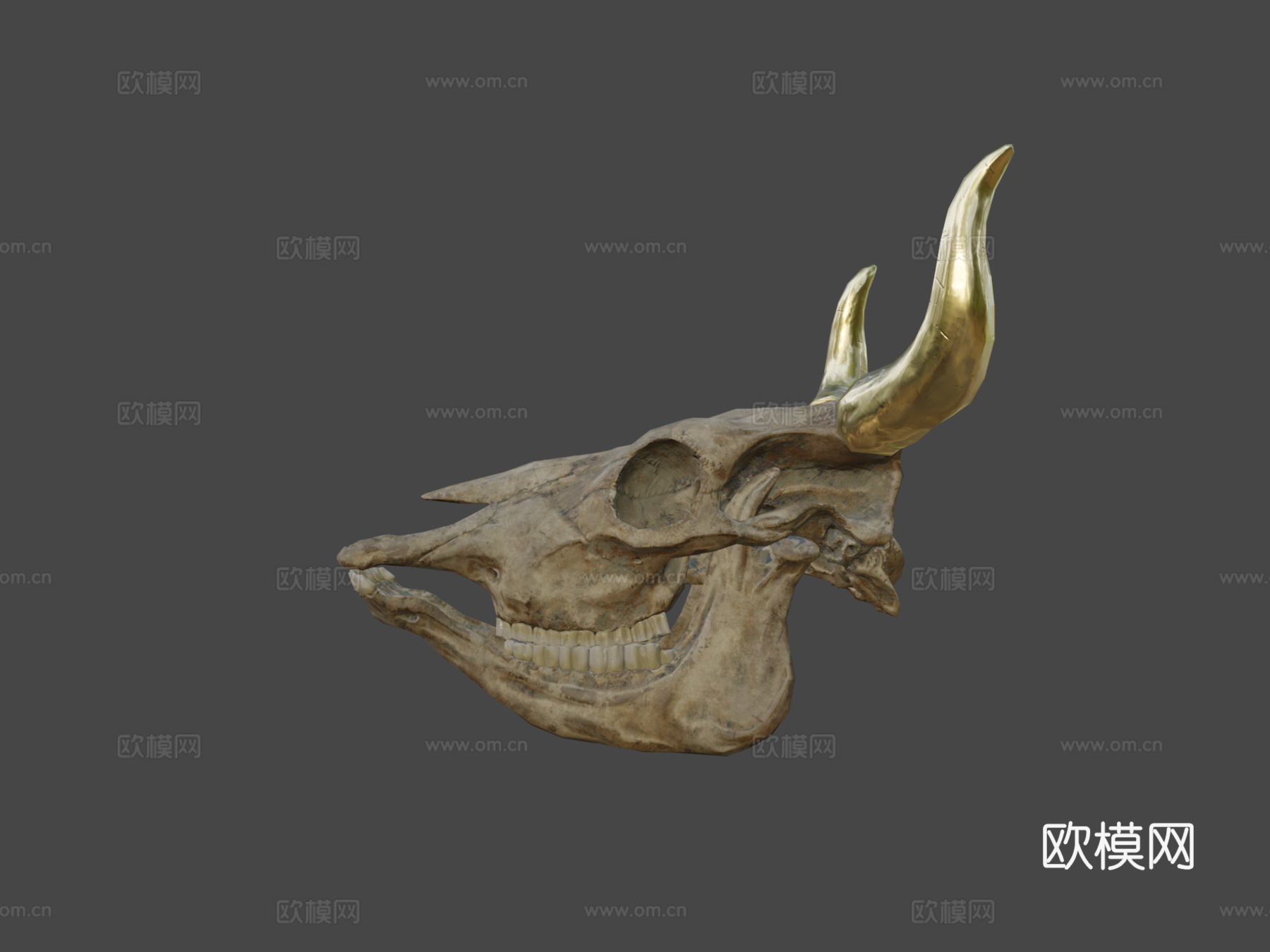 牛头骨3d模型