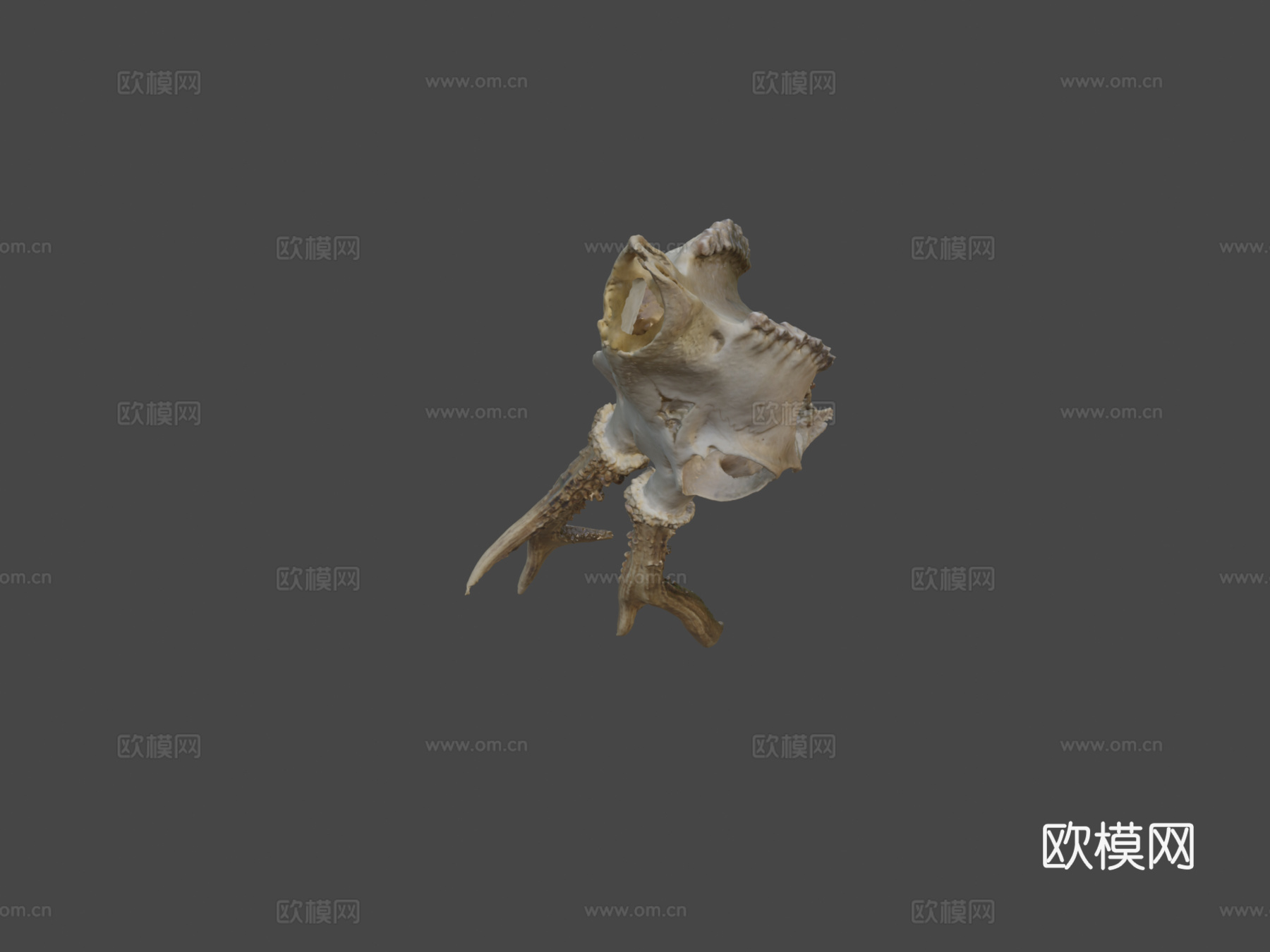 欣快鹿头骨3d模型