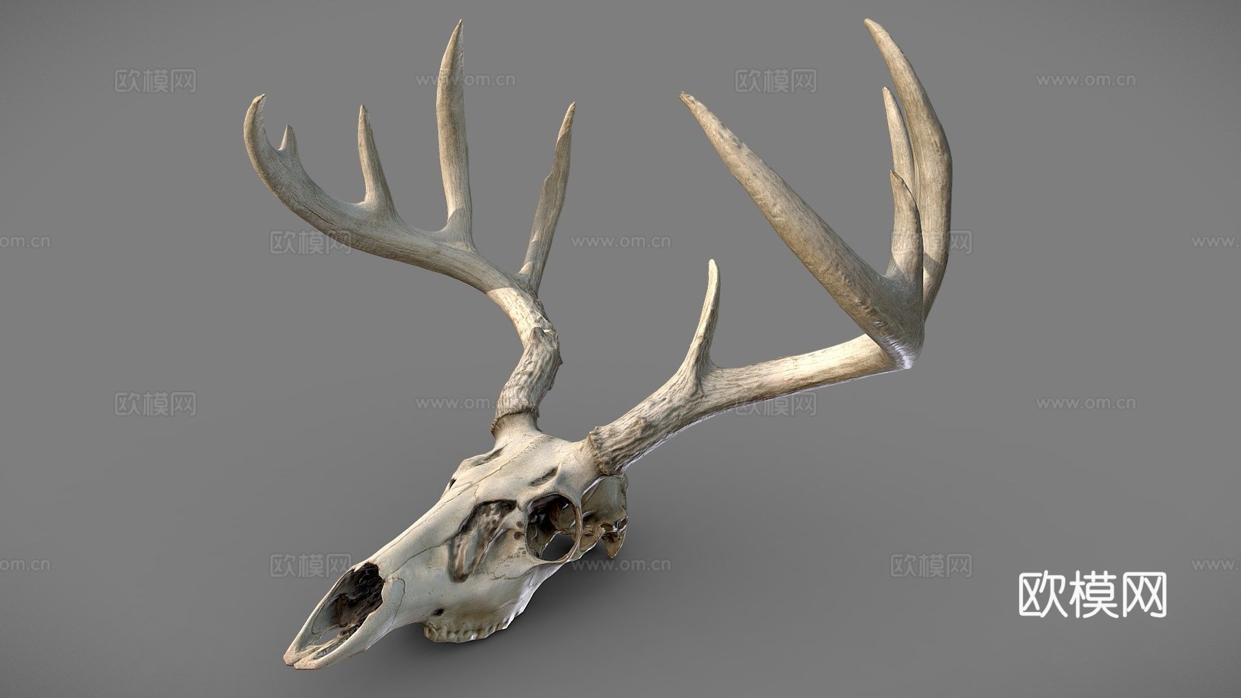 白尾鹿头骨3d模型