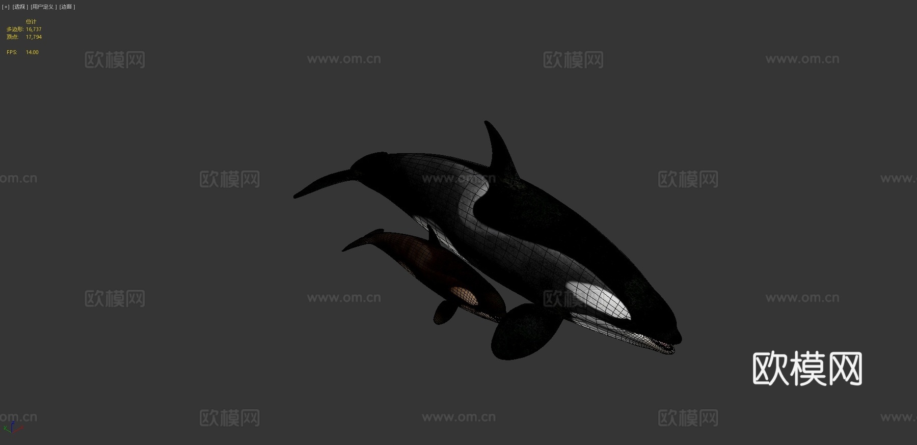 虎鲸—B型♀3d模型