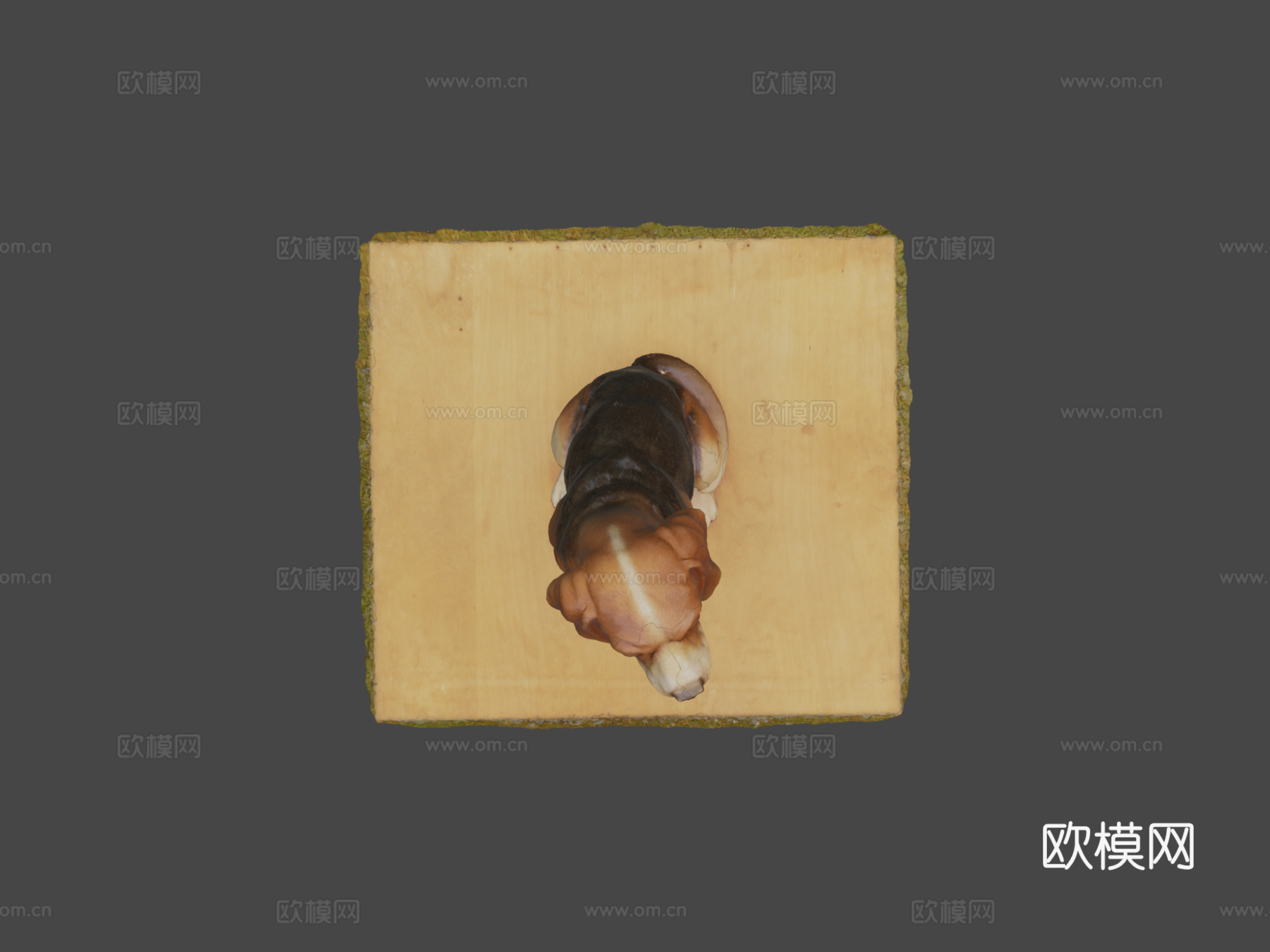 比格犬3d模型