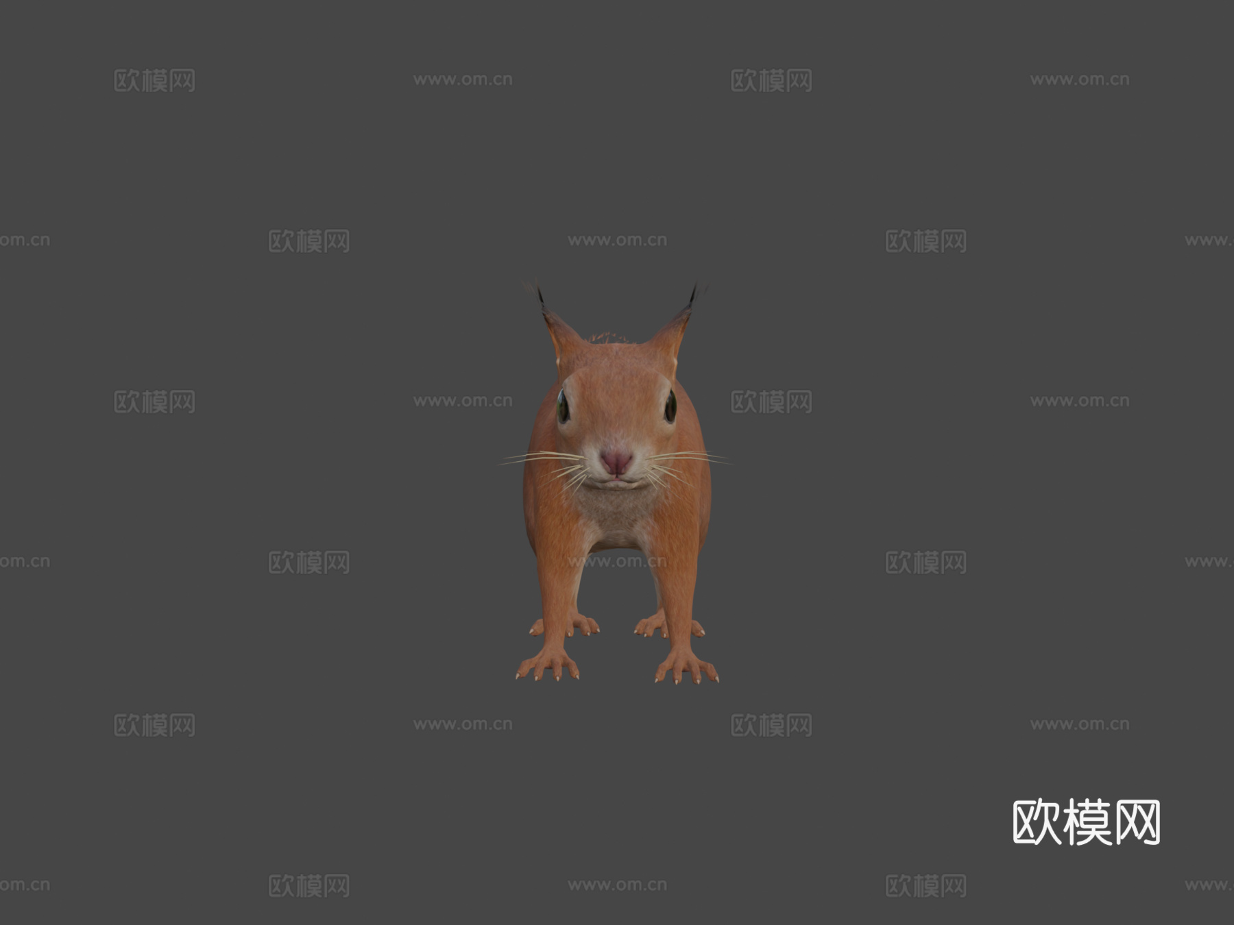 松鼠3d模型