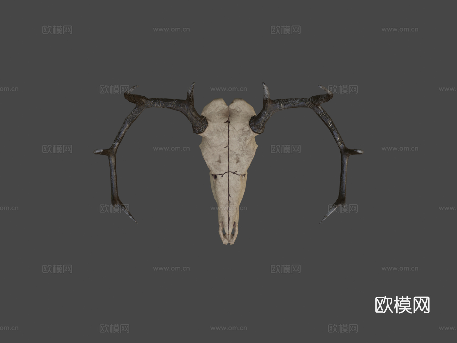 鹿头骨3d模型