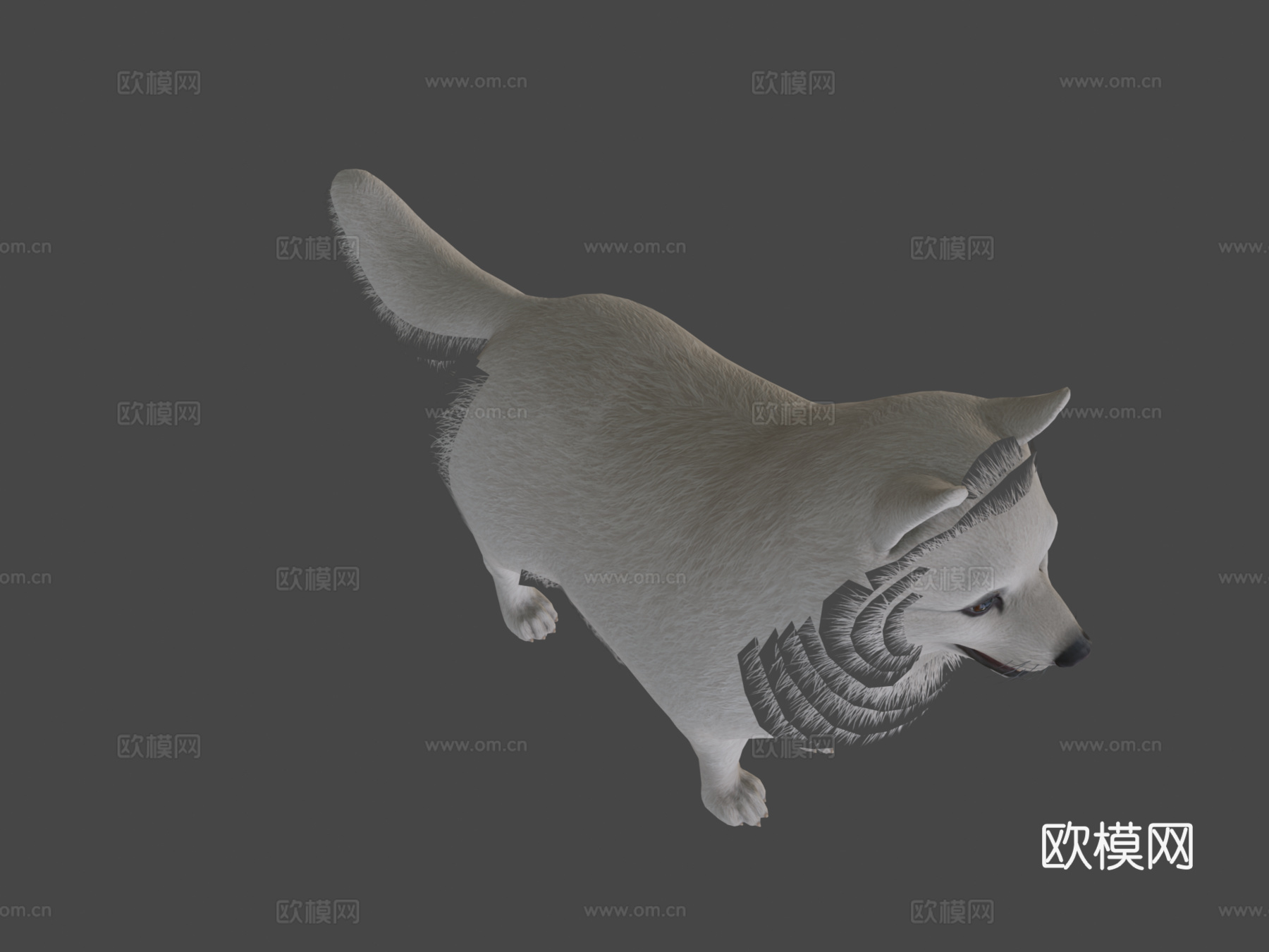 博美犬3d模型