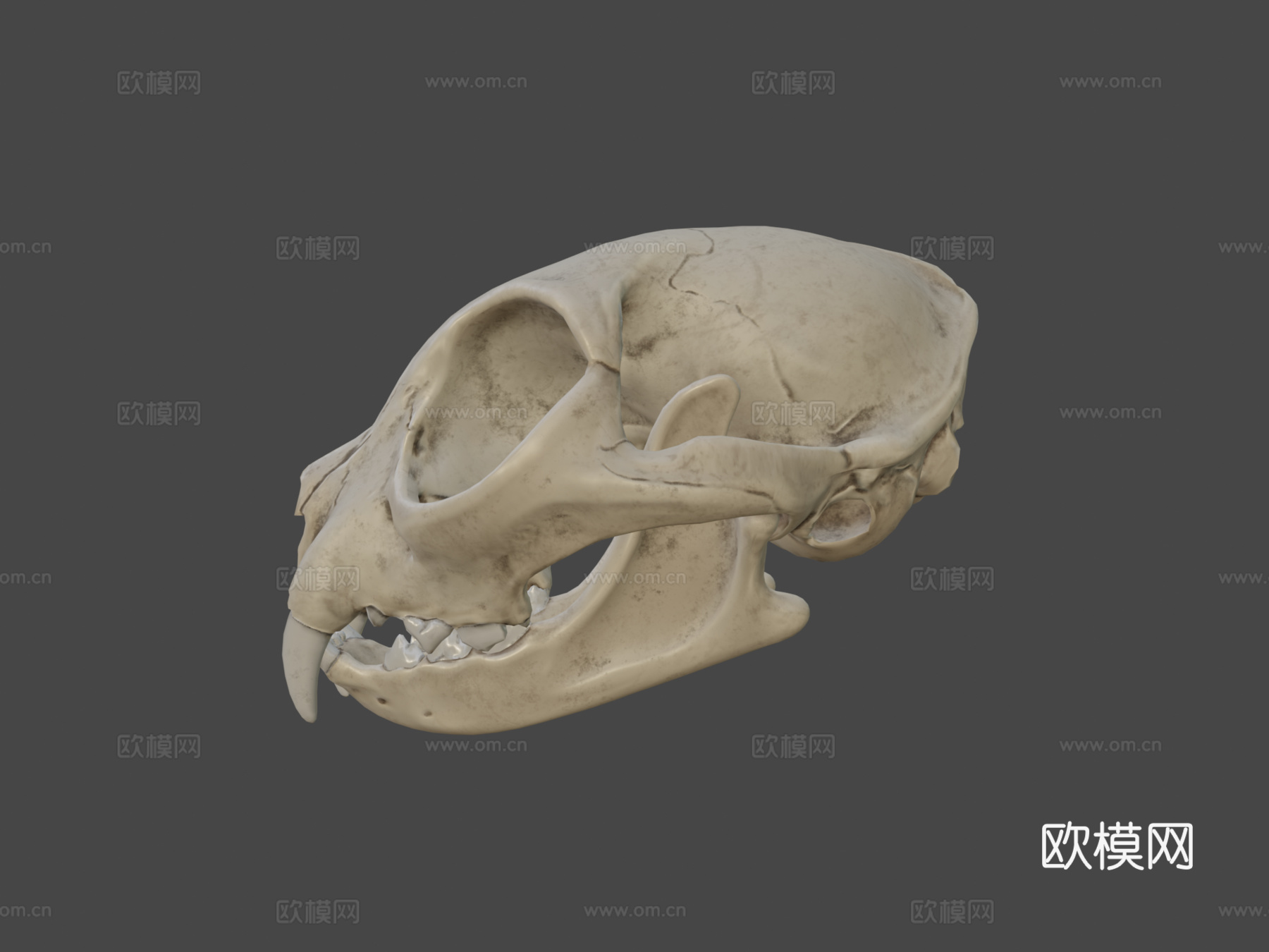 猫头骨3d模型