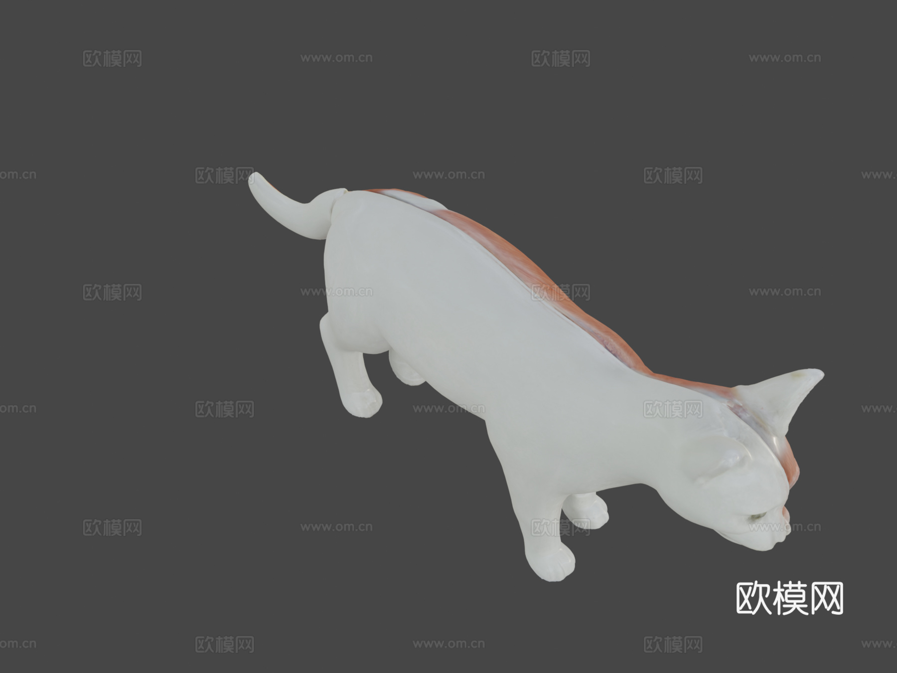 带肌肉结构的猫3D解剖模型3d模型