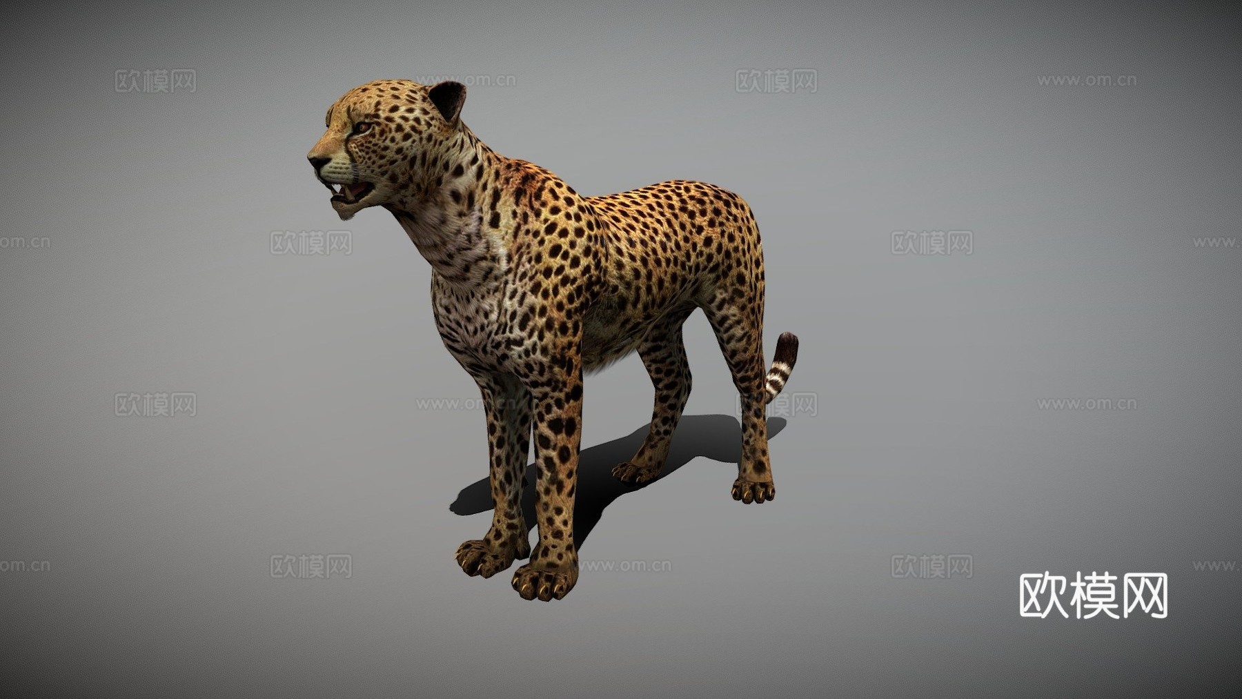 动画猎豹3d模型