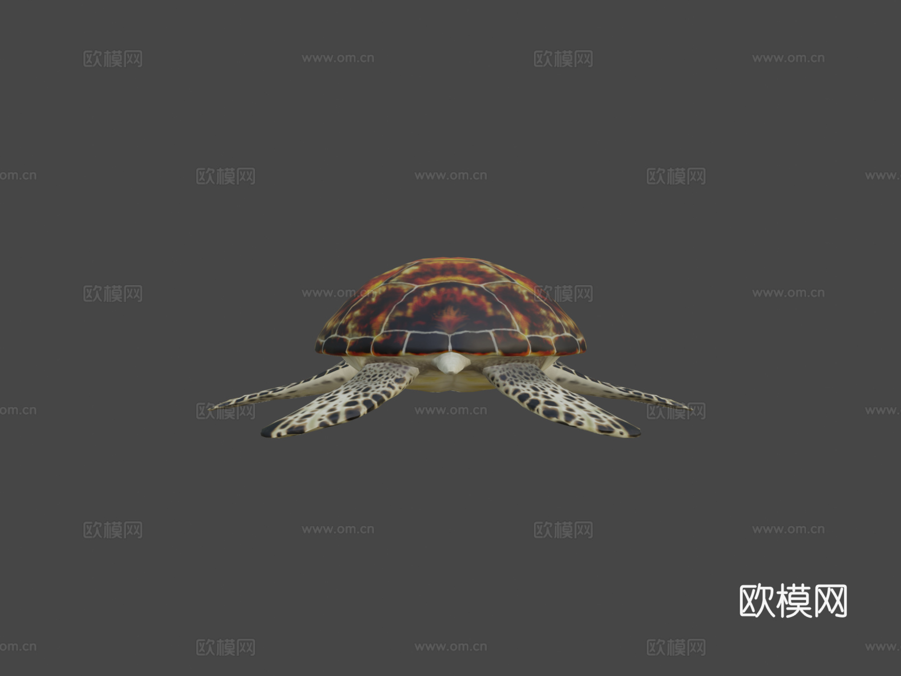 绿海龟3d模型