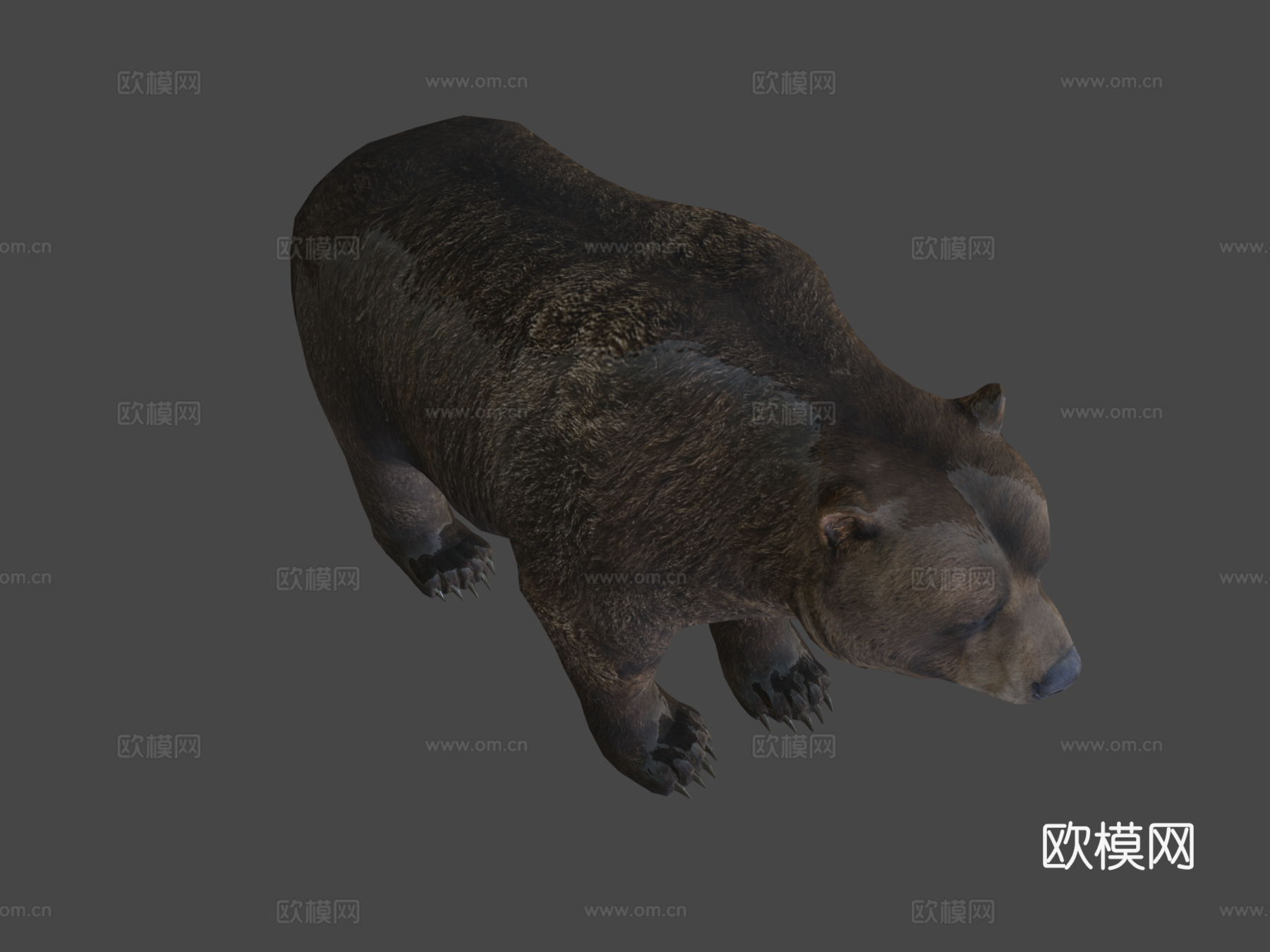 雄性熊3d模型
