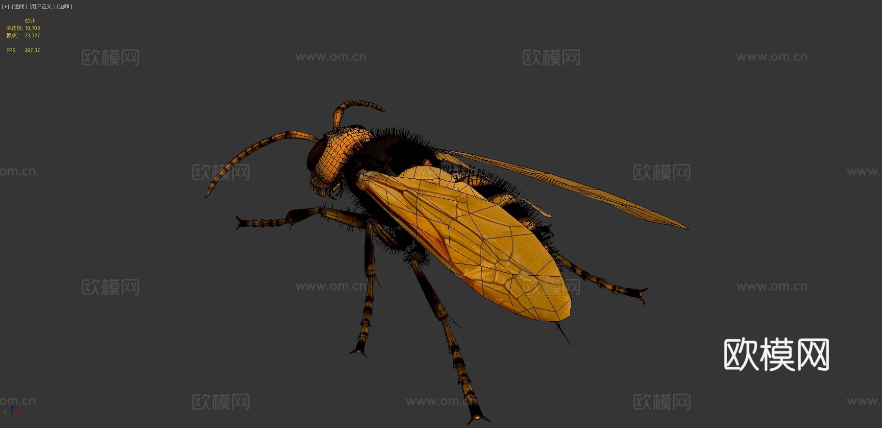 中华大虎头蜂3d模型