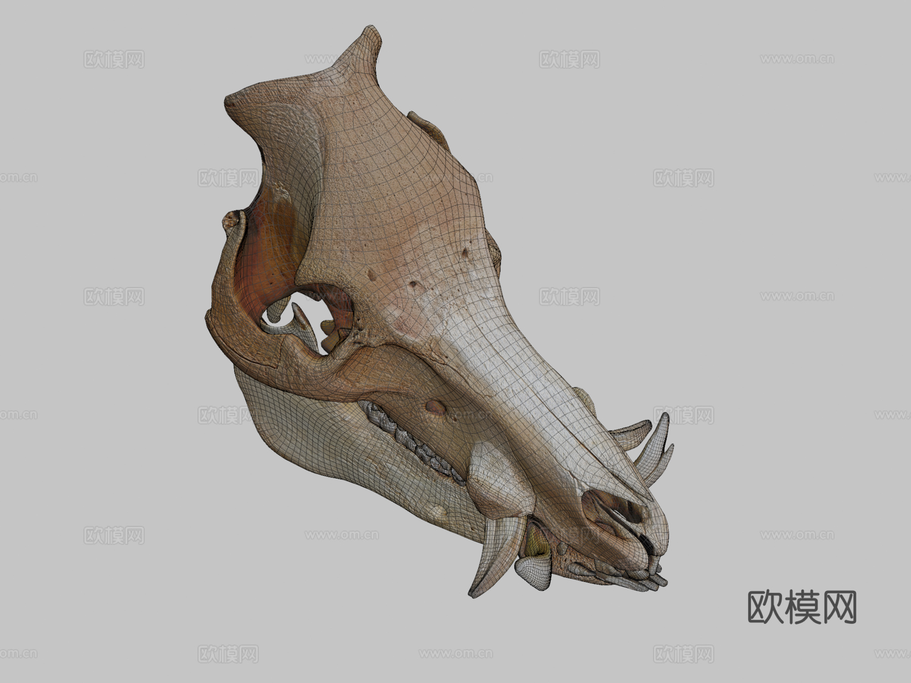 野猪头骨3d模型