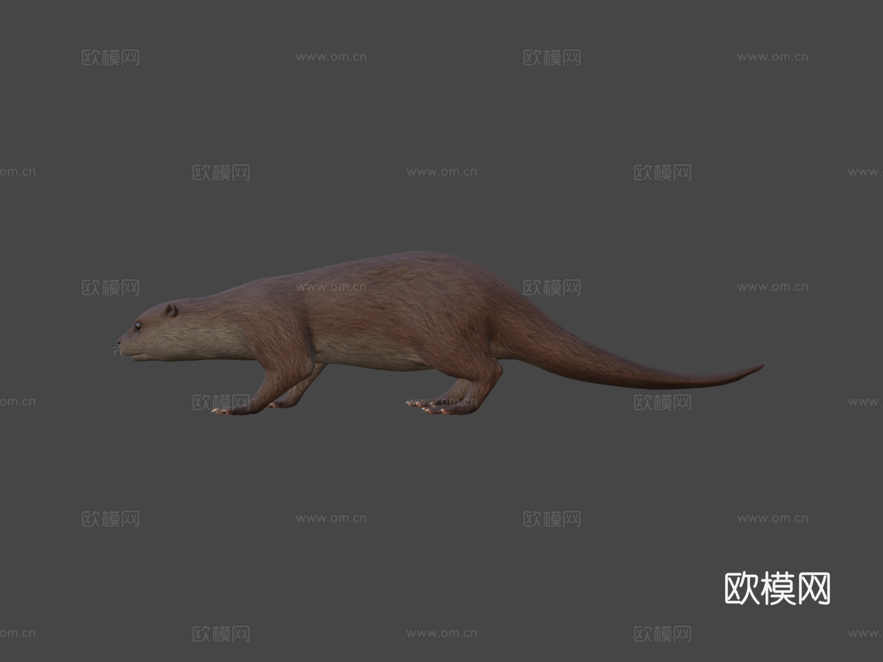 水獭3d模型