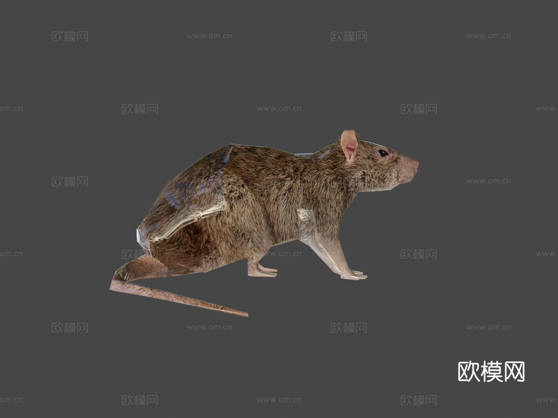 水平旋转鼠3d模型