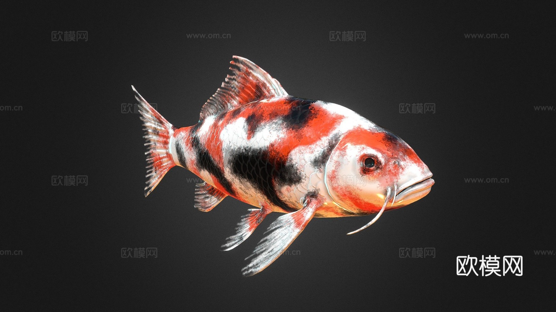 锦鲤3d模型