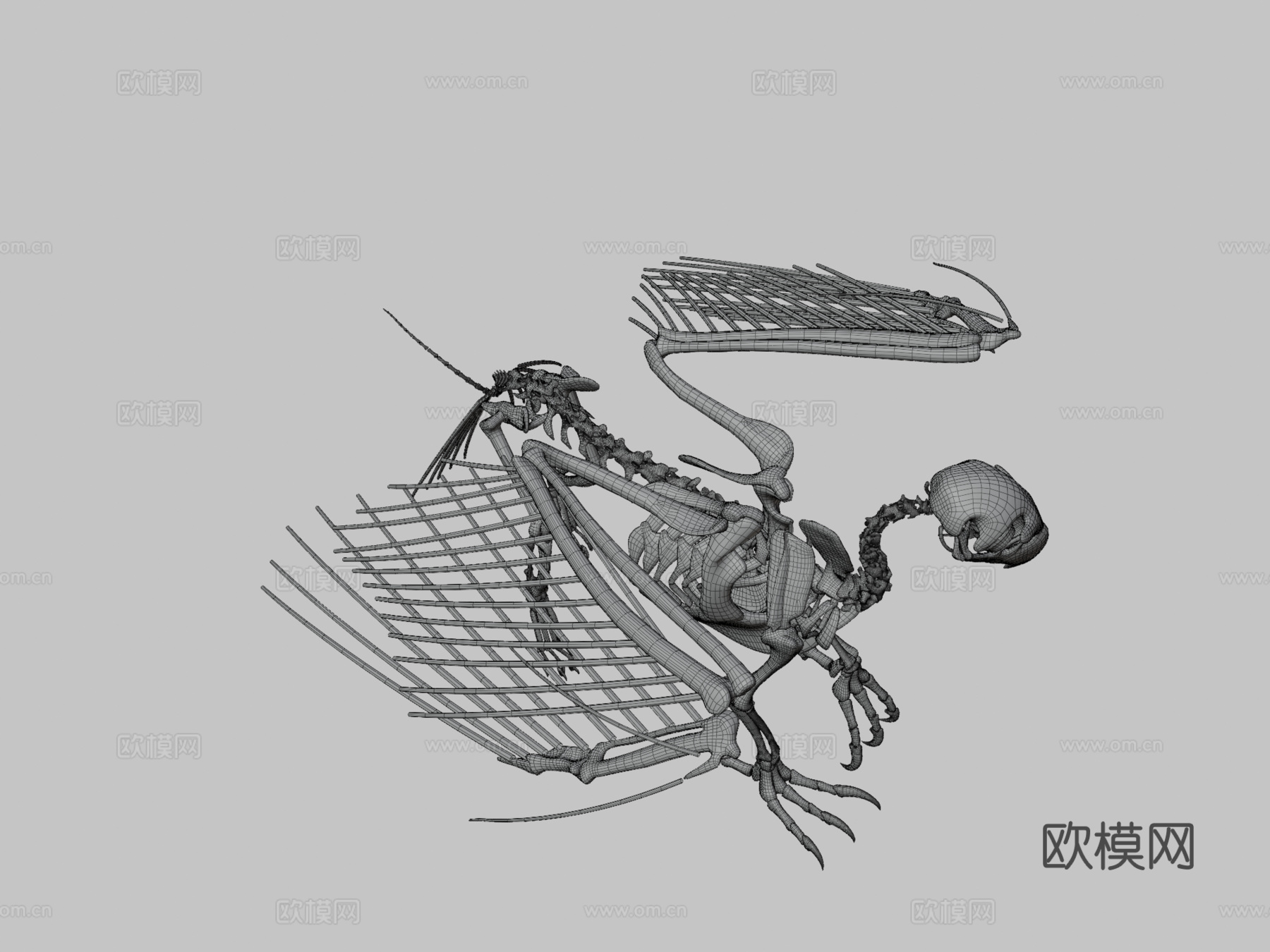 狮鹫骨架3d模型