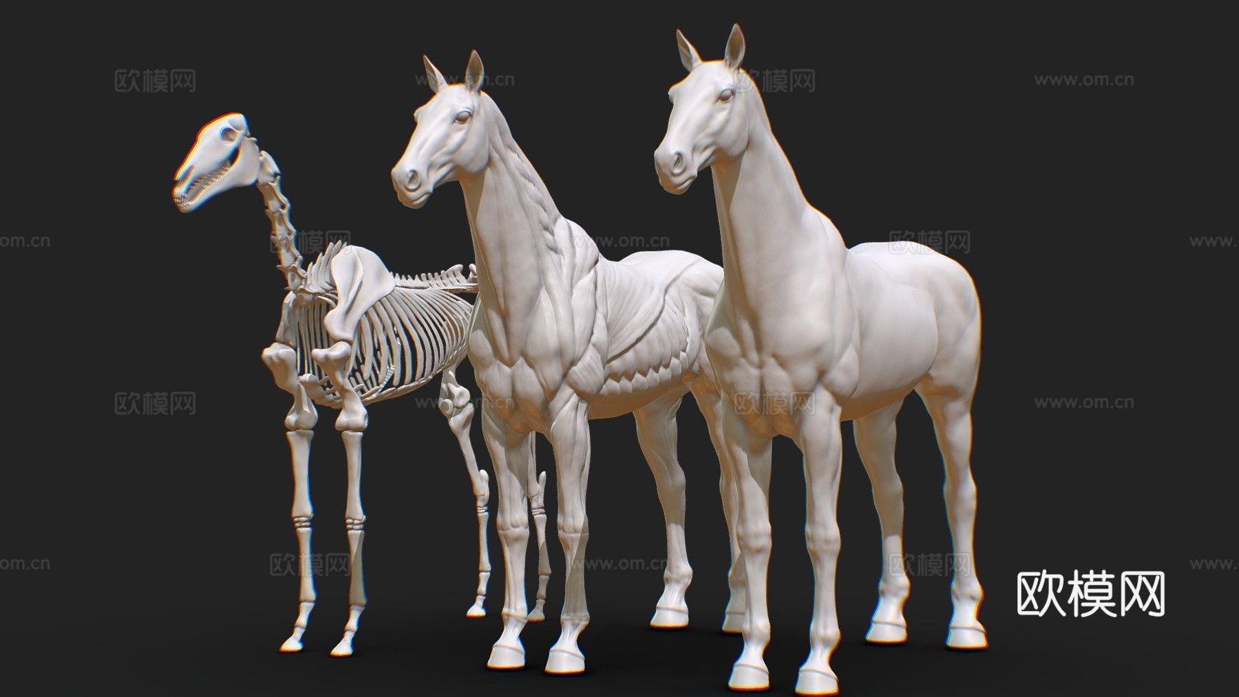 马匹解剖生态皮肤3d模型