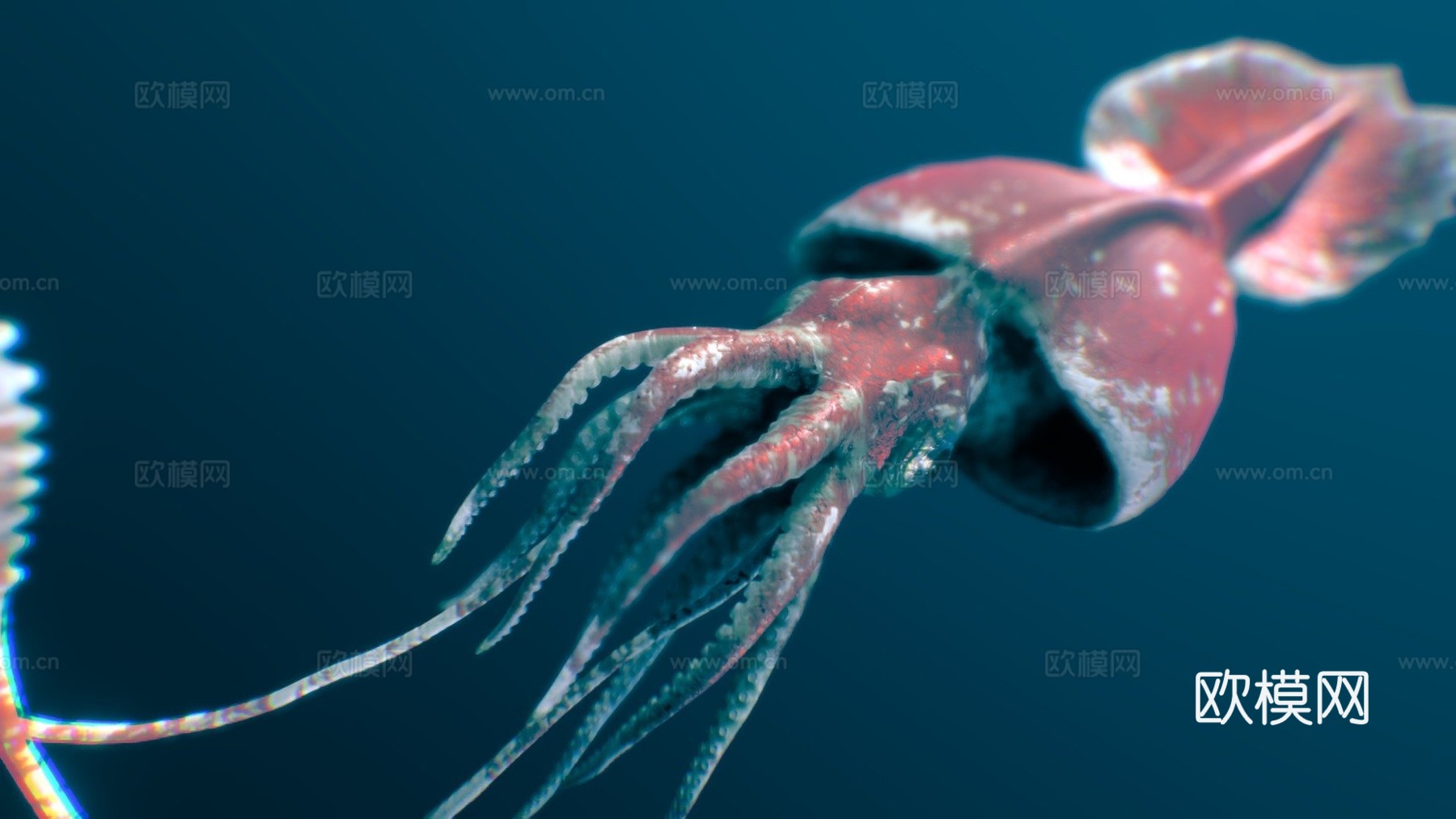 巨型鱿鱼3d模型