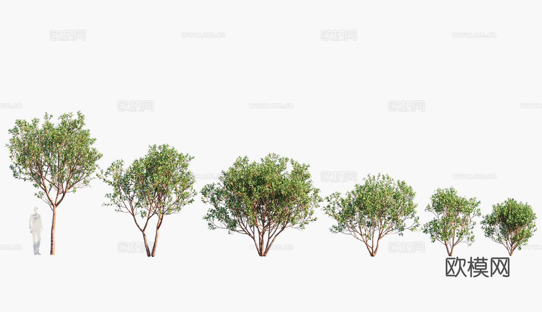 现代景观树 乔木3d模型