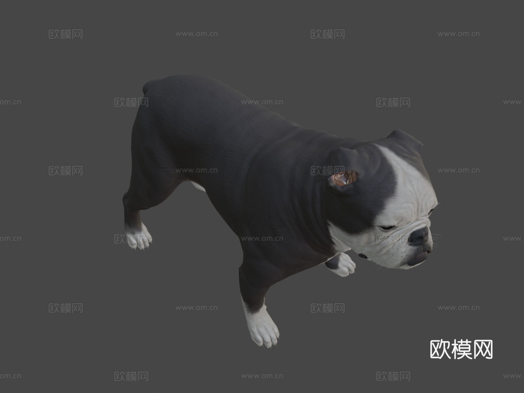 英国斗牛犬3d模型