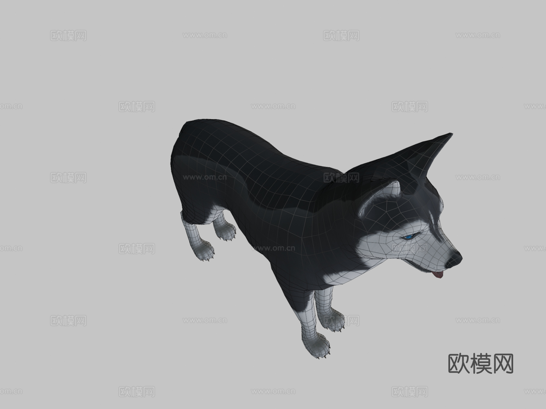 哈士奇犬3d模型