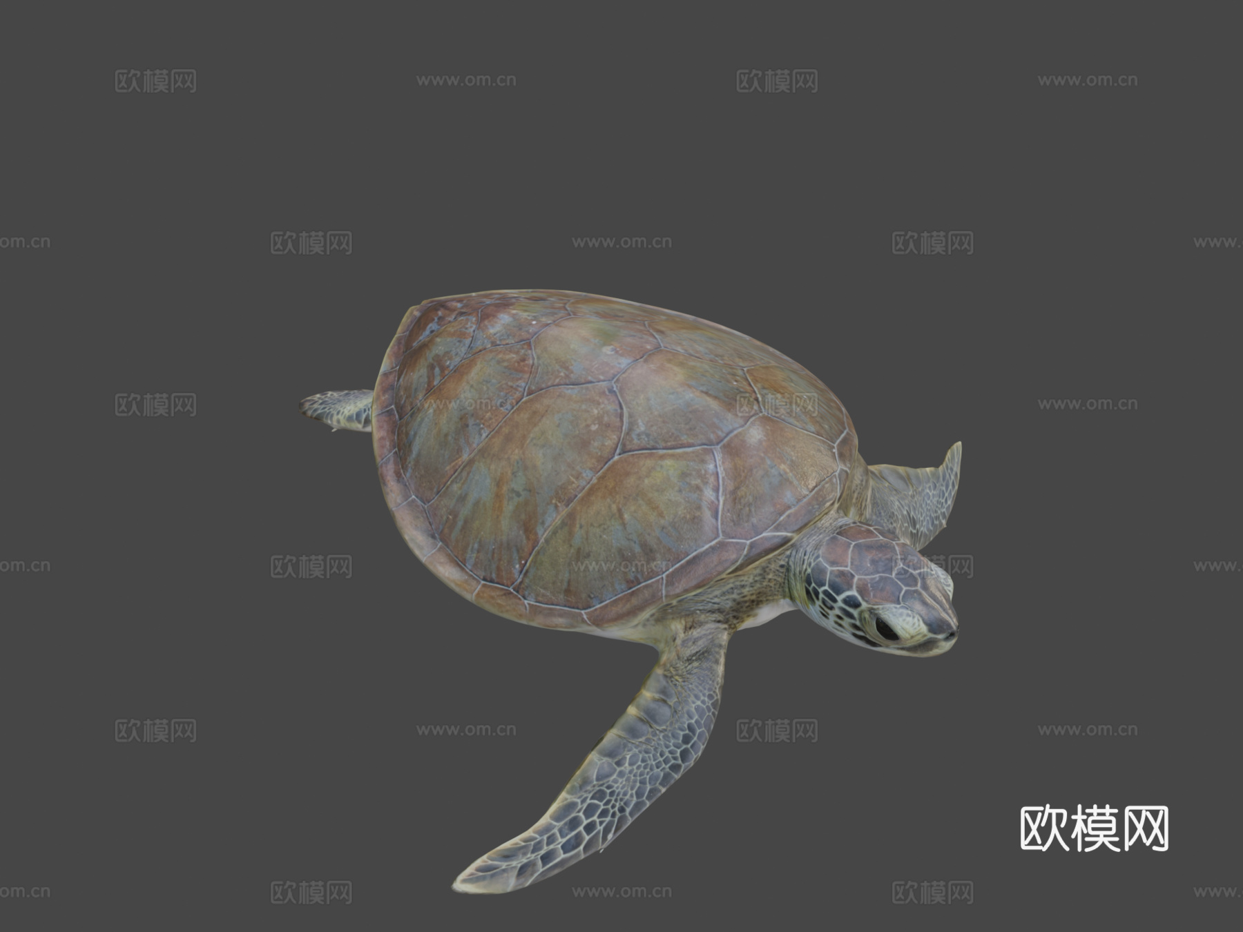 B模型幼年绿海龟3d模型