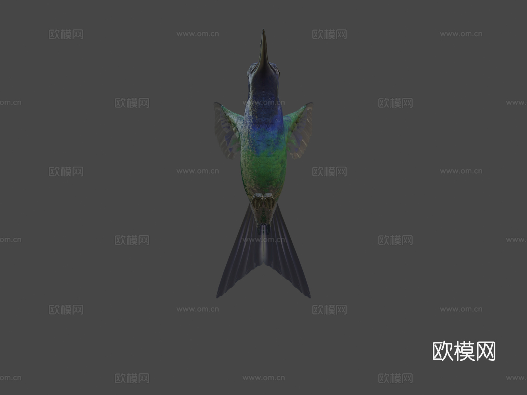 燕尾蜂鸟3d模型