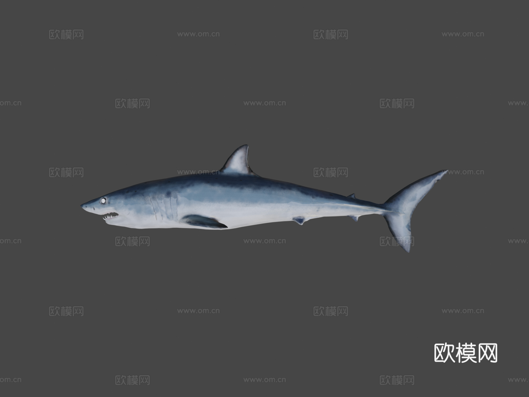 A型-短鳍灰鲭鲨3d模型