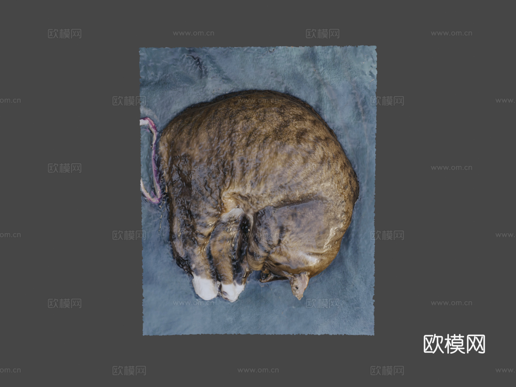 我的另一只猫3d模型