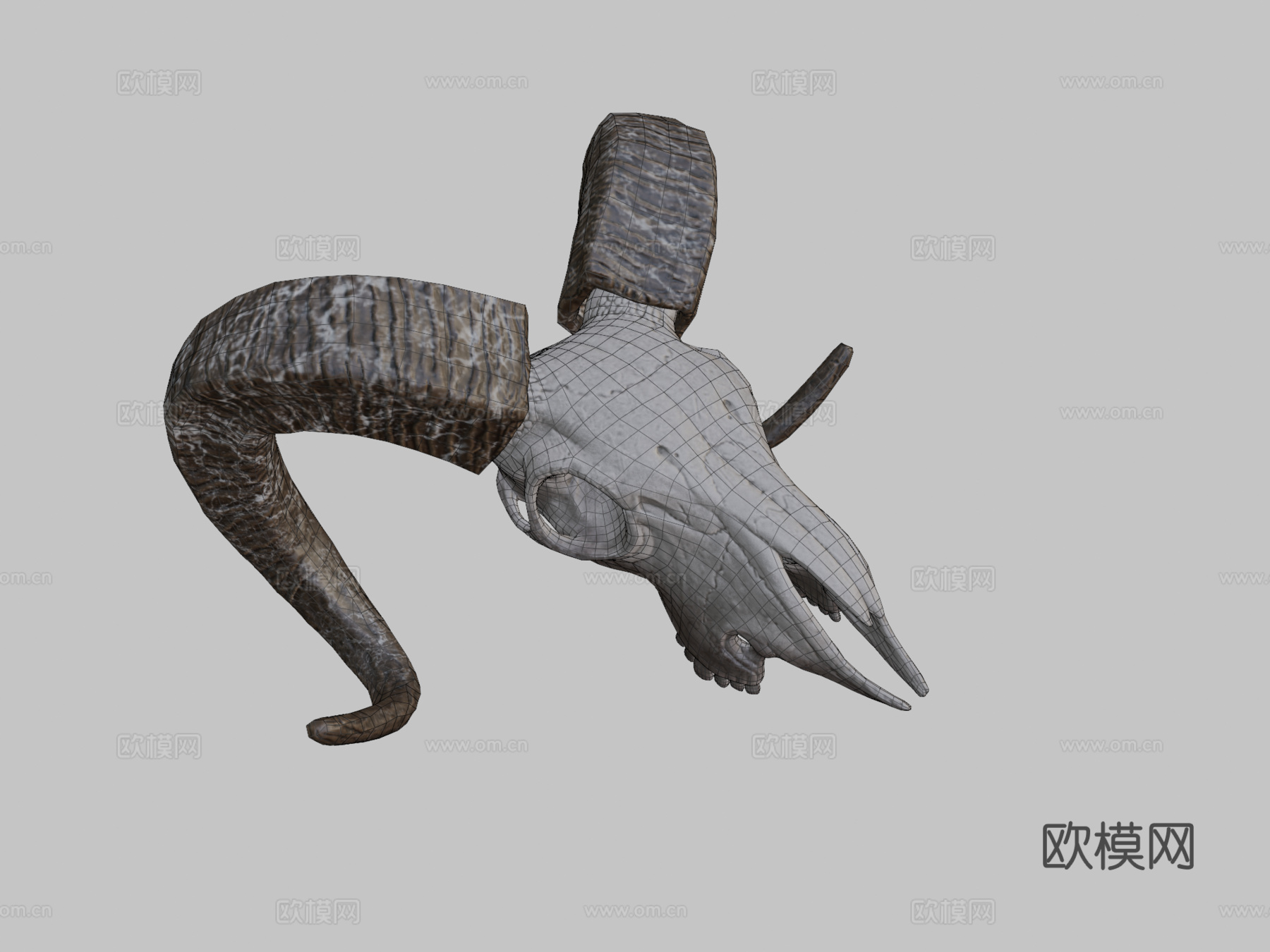 山羊头骨3d模型