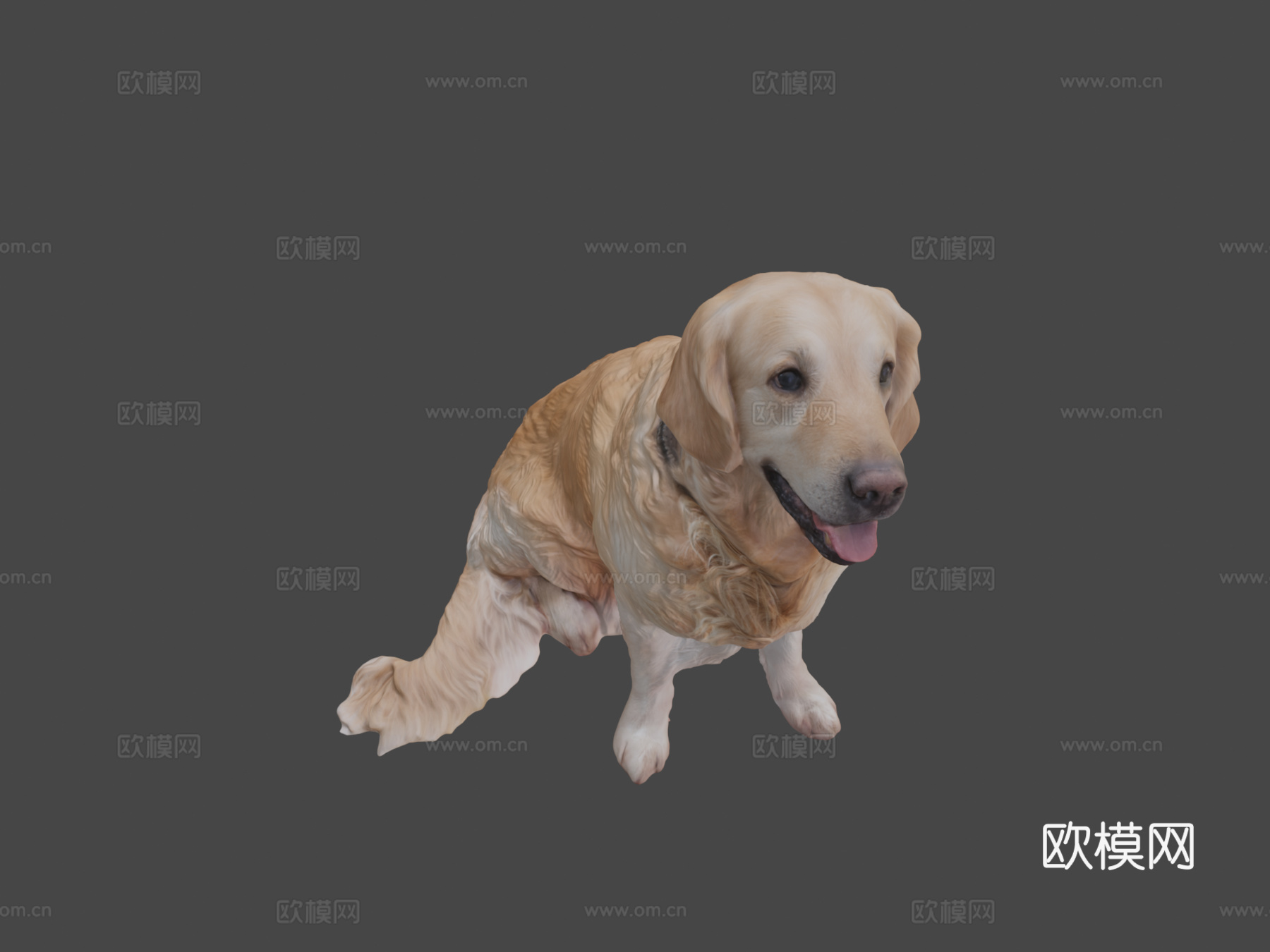金毛犬23号3d模型