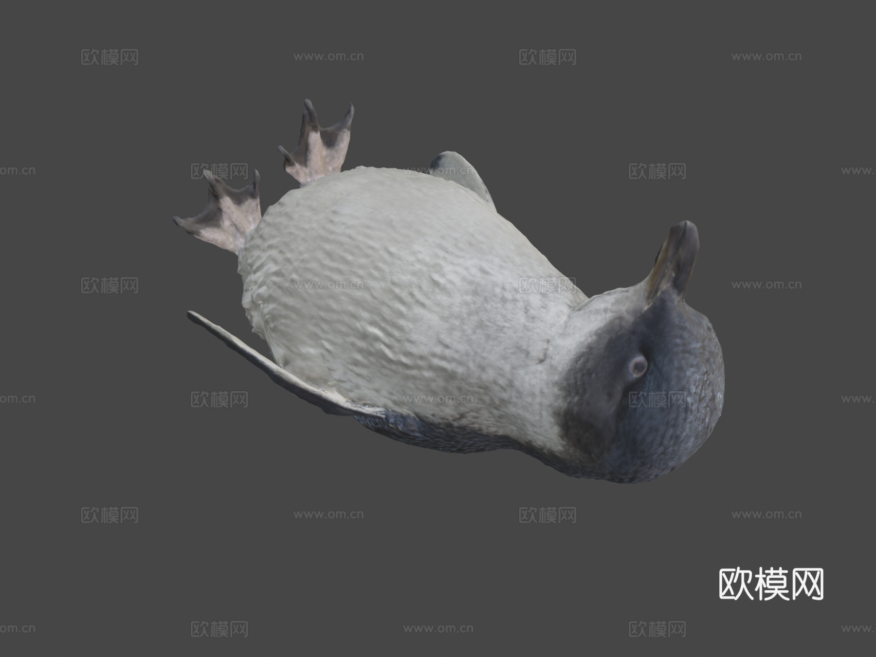 小蓝企鹅-科罗拉3d模型