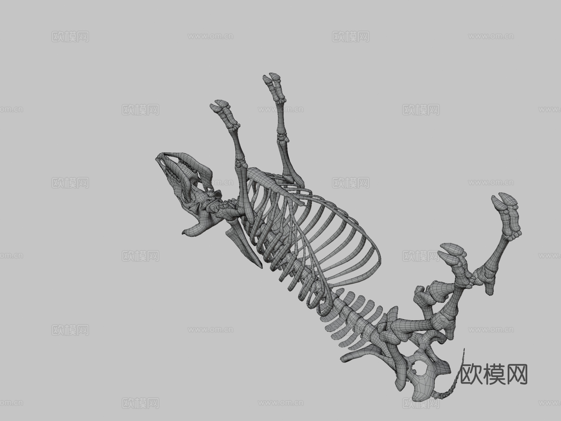 牛骨架3d模型