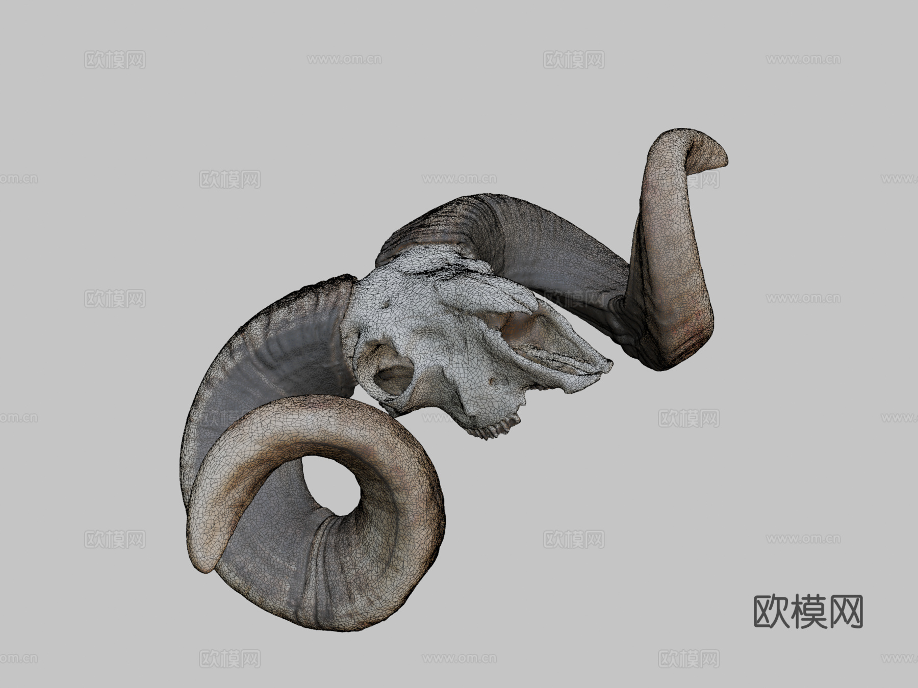 公羊头骨-摄影测量法3d模型