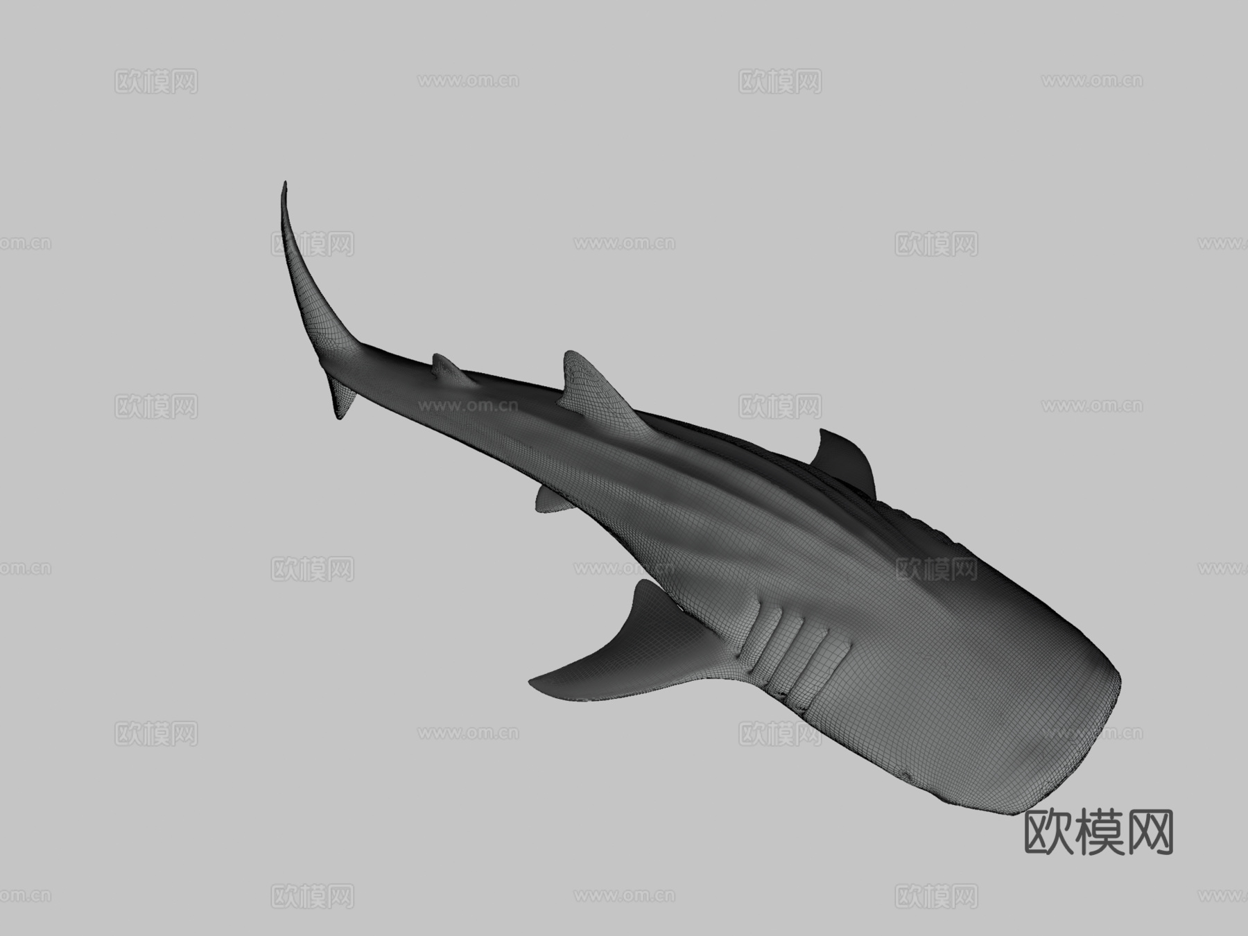 A型-鲸鲨3d模型