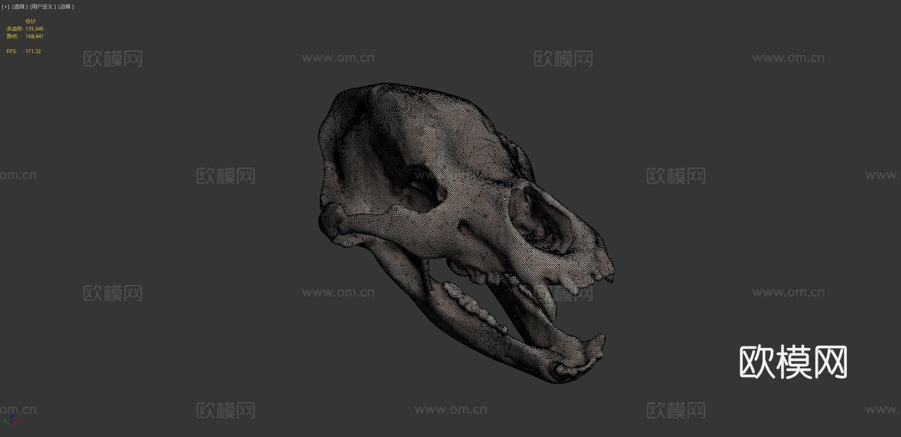 洞穴熊头骨3d模型