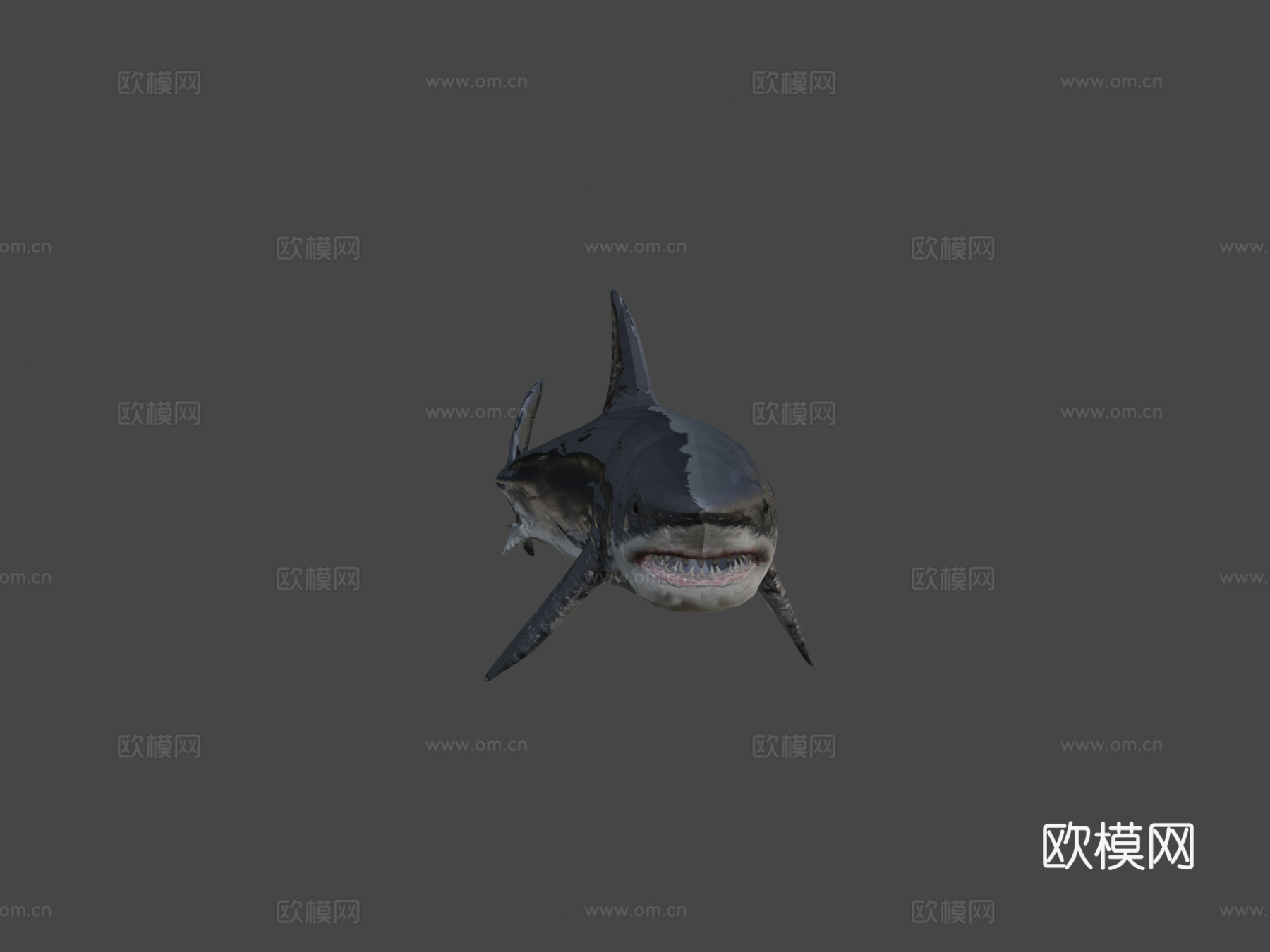 强大巨齿鲨3d模型