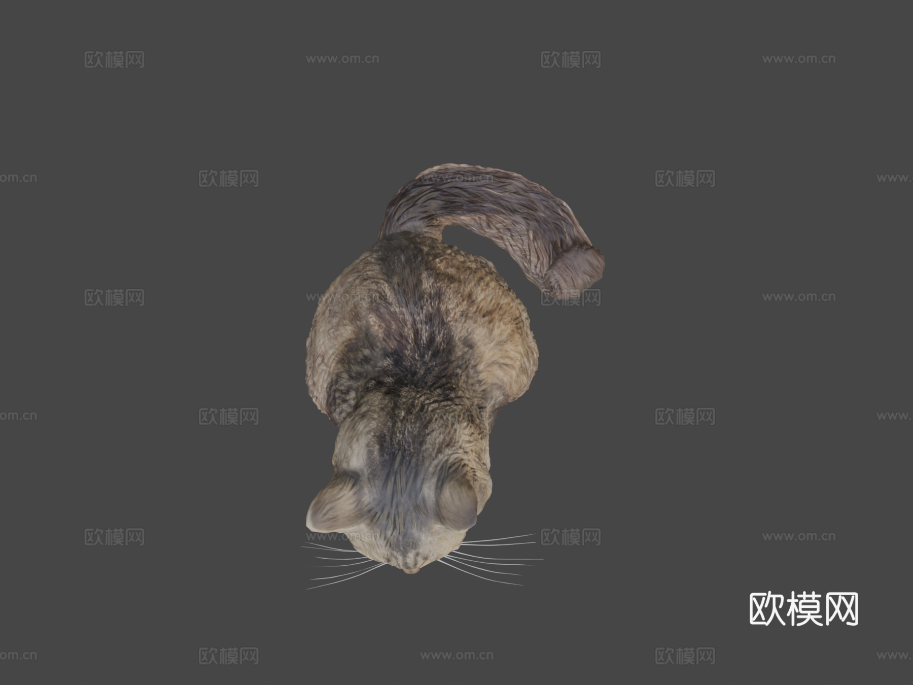 蓬松猫153d模型