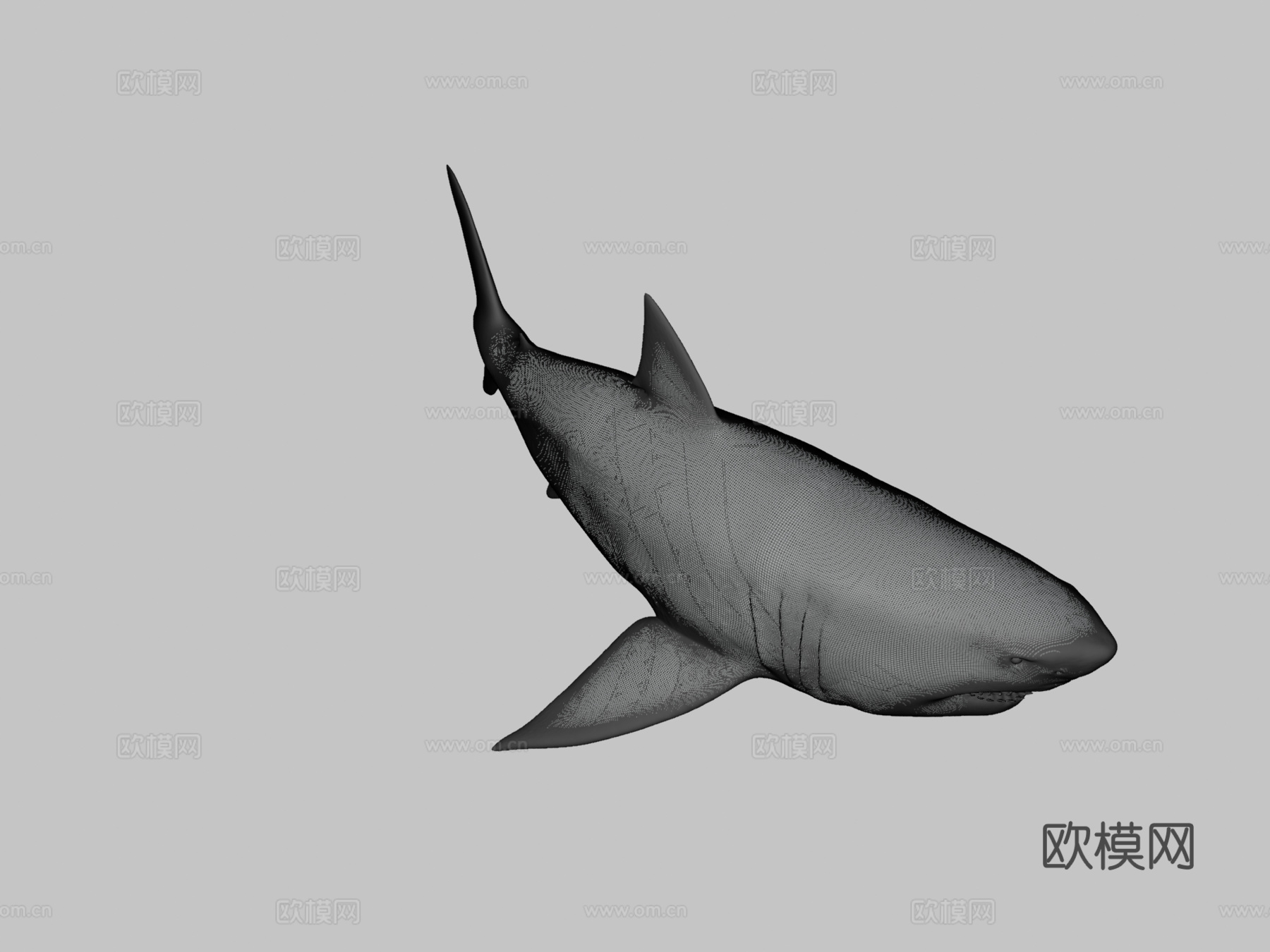 巨齿鲨3d模型