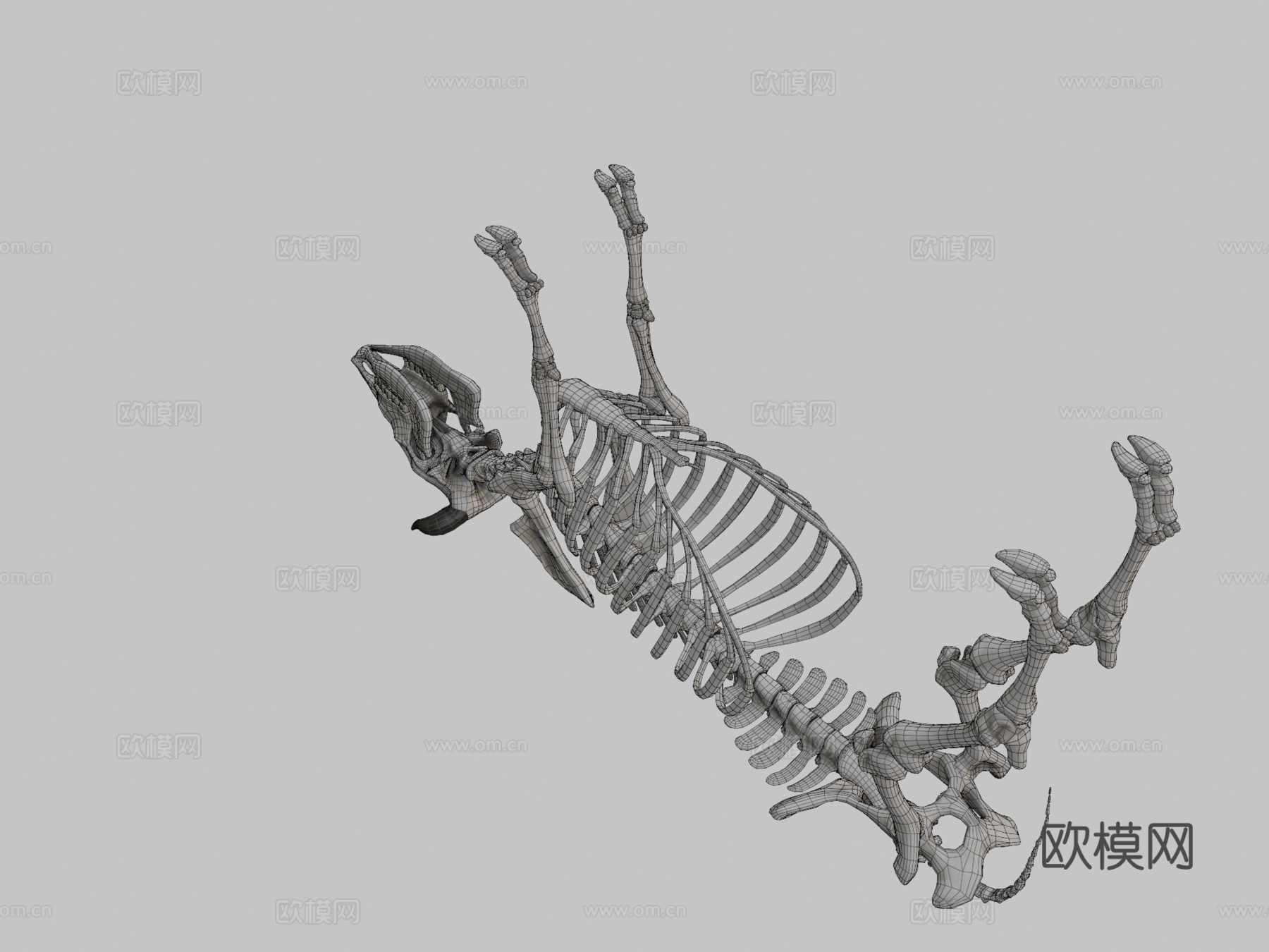 牛骨架3d模型