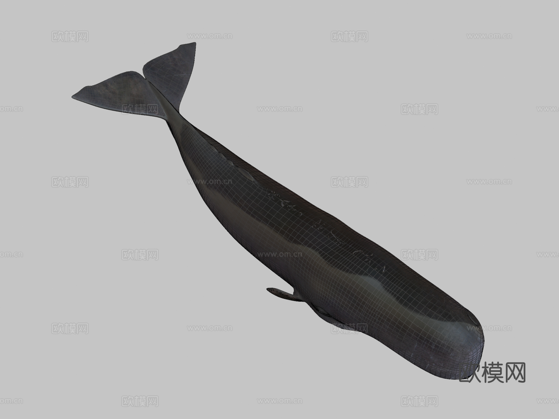 抹香鲸(Physeter Macrocephalous)-精3d模型