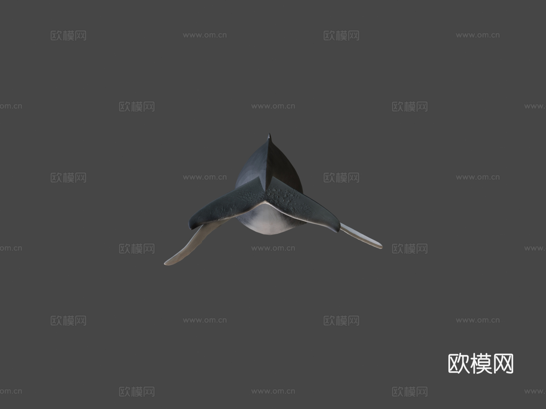 鲸鱼3d模型