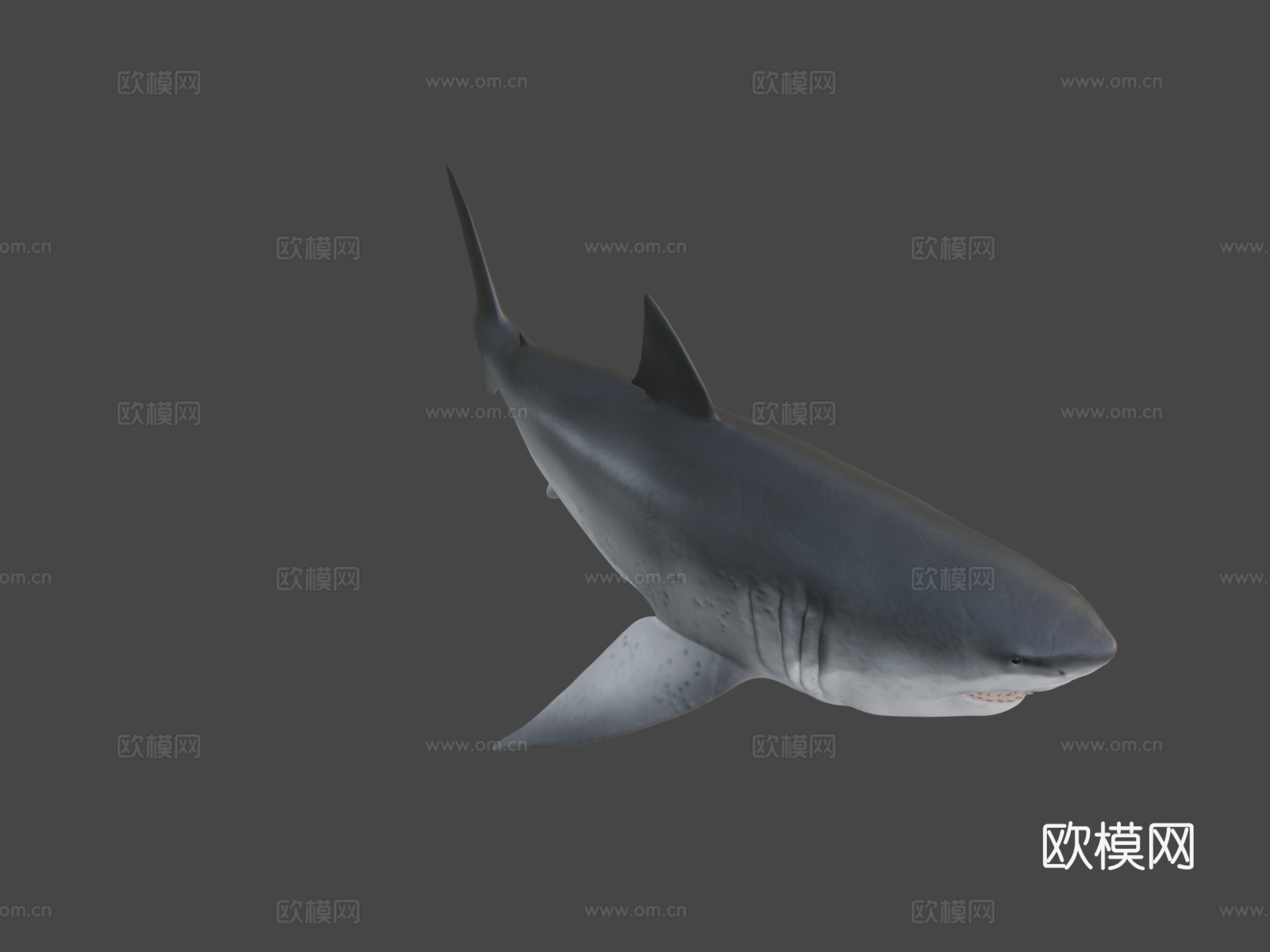 巨齿鲨3d模型
