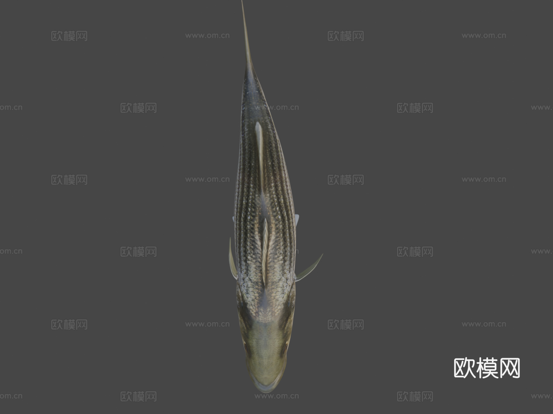 模型69A-条纹鲈鱼3d模型