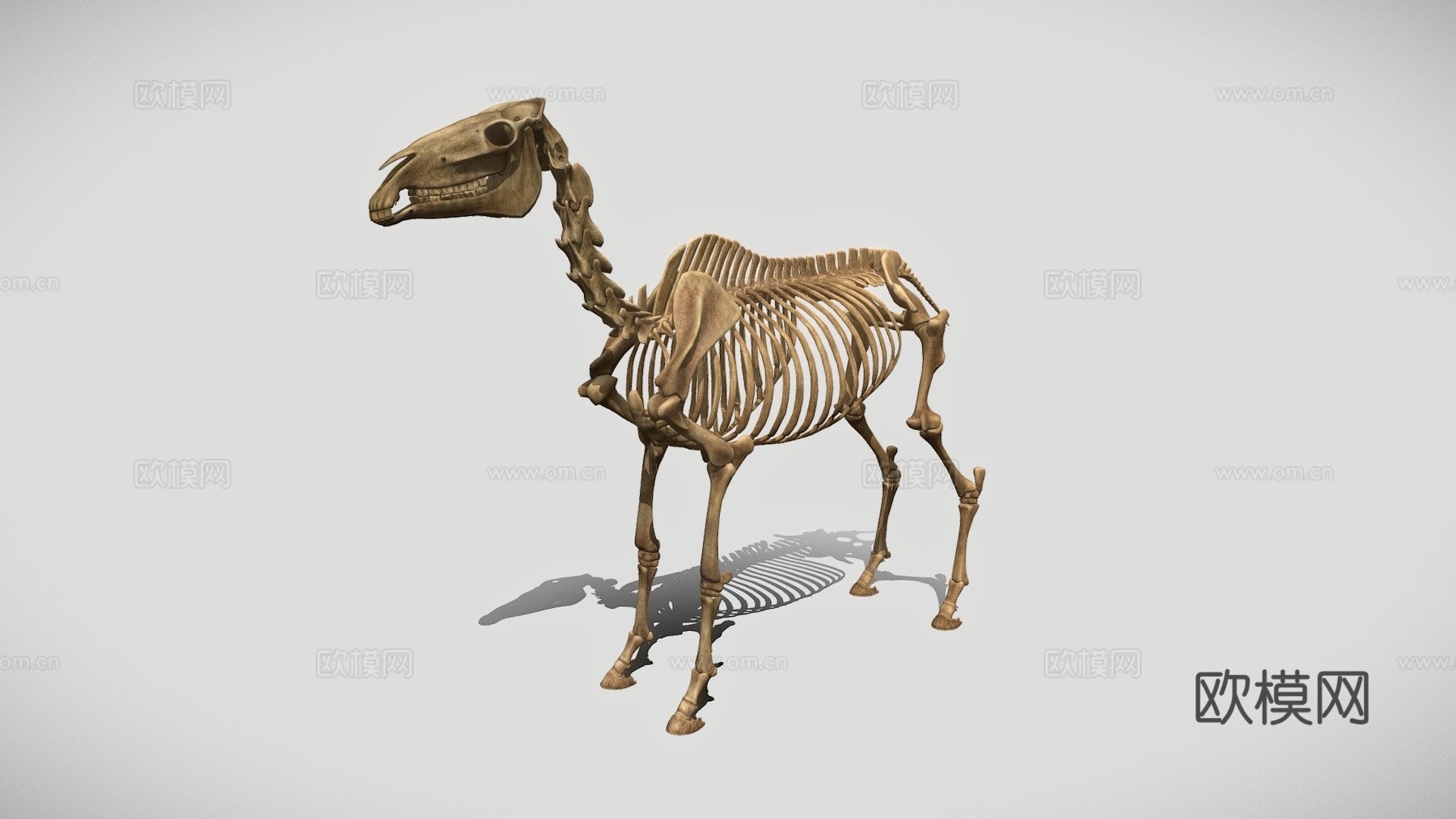 马骨架3d模型