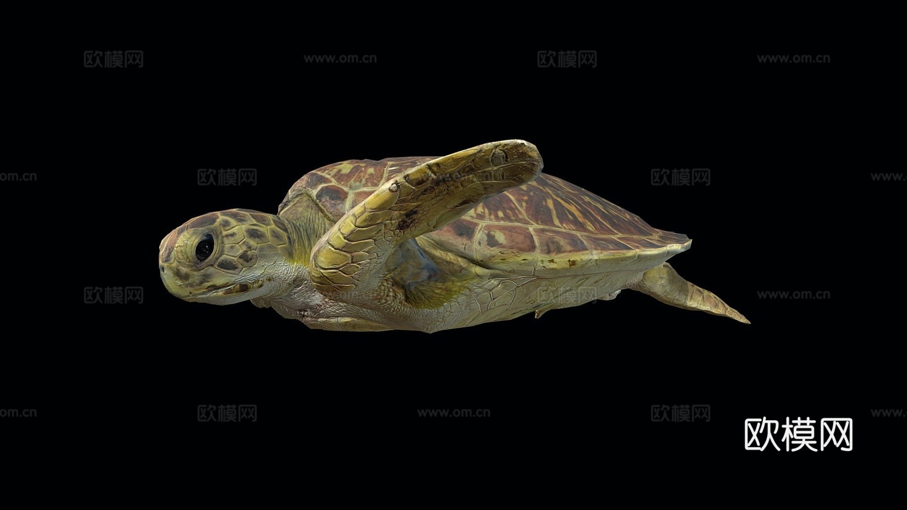 A模型-亚成年绿海龟3d模型