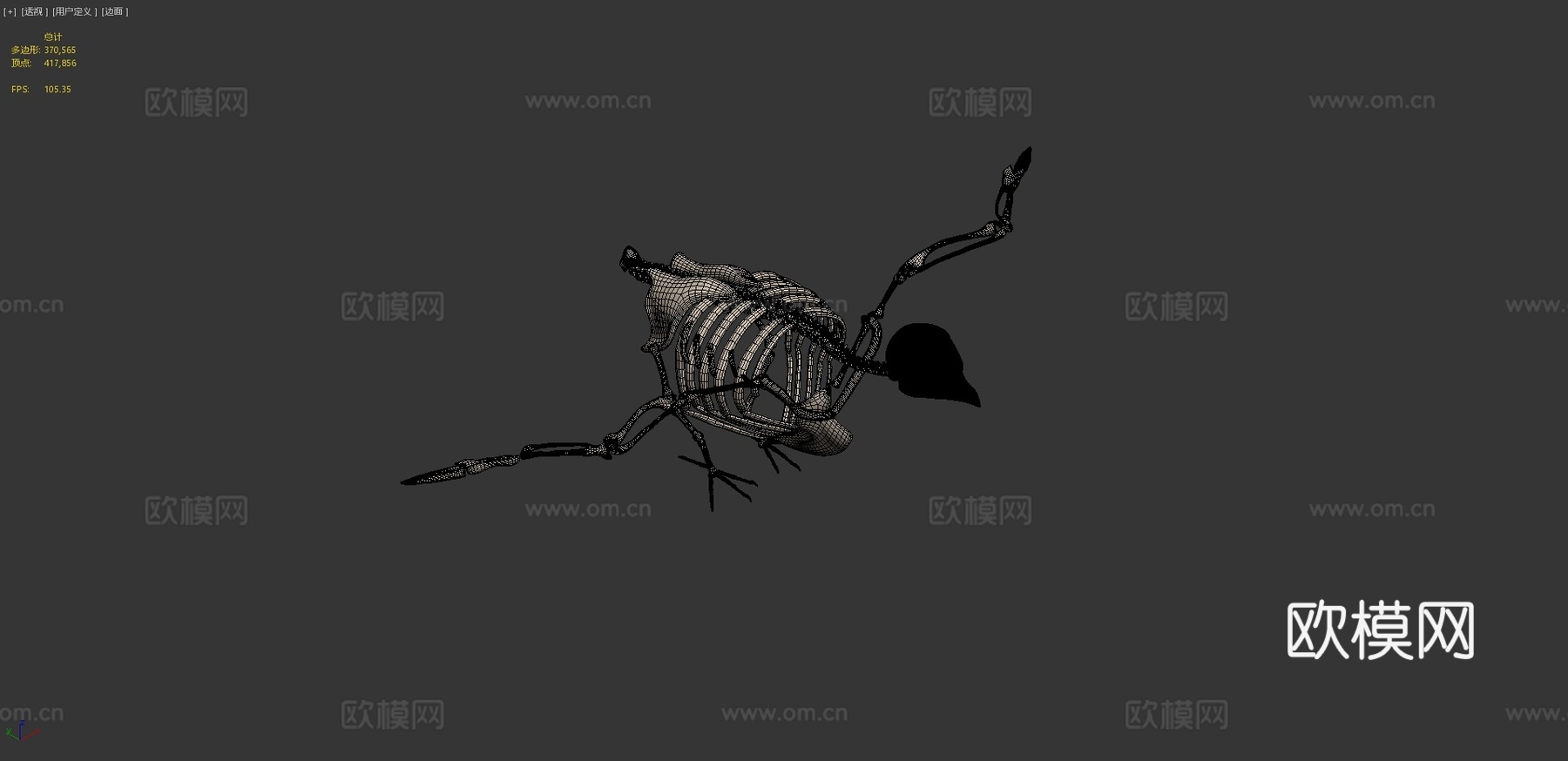 鸽子骨架3d模型