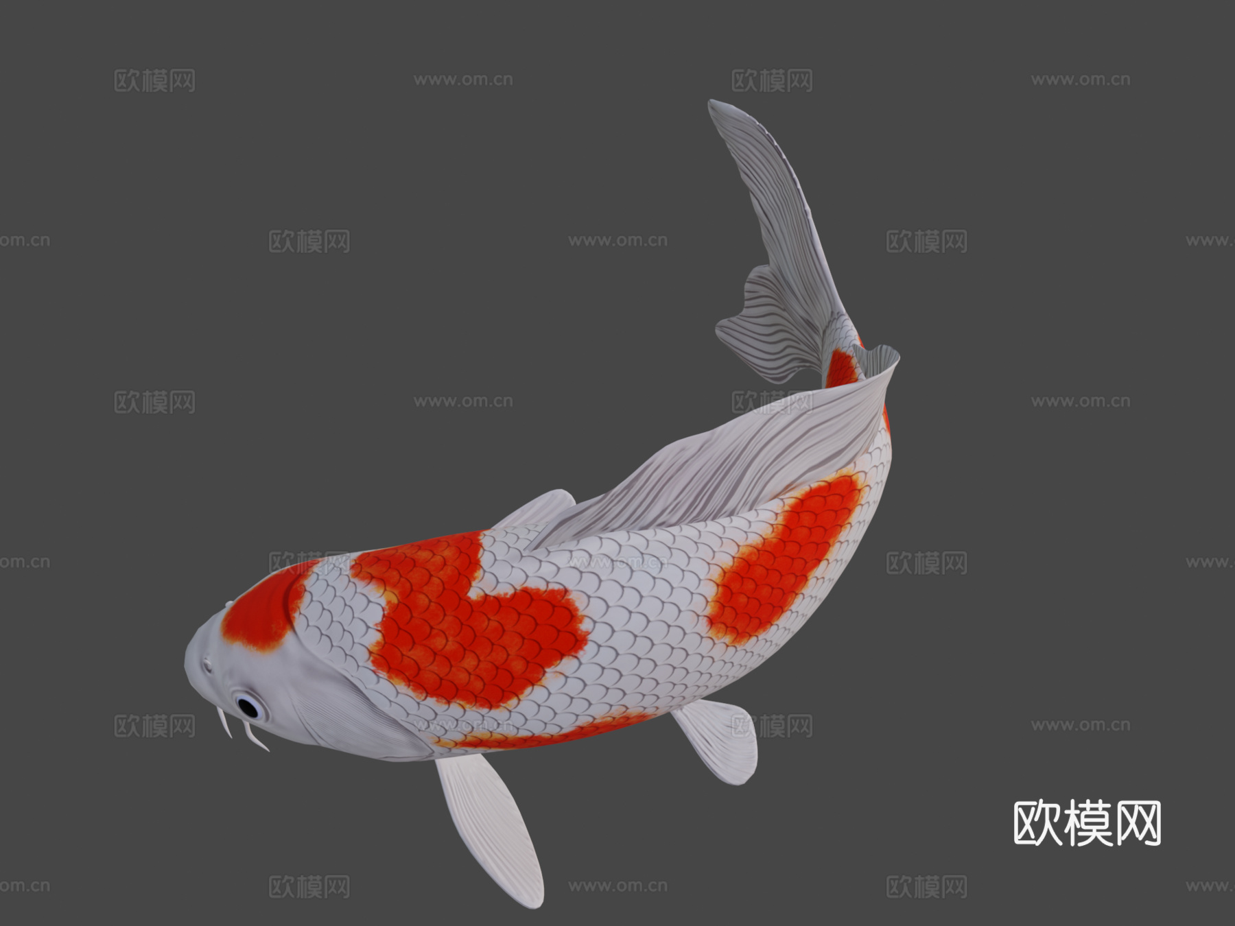 锦鲤3d模型